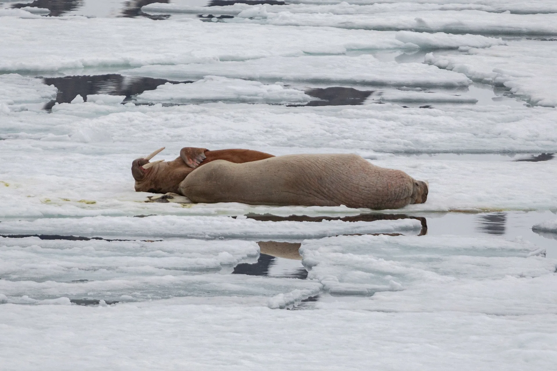 Valrossar vilar Valrossar vilar