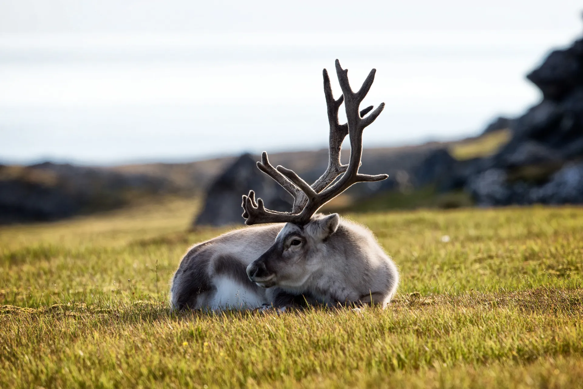 Det lever cirka 22 000 renar på Svalbard Det lever cirka 22 000 renar på Svalbard