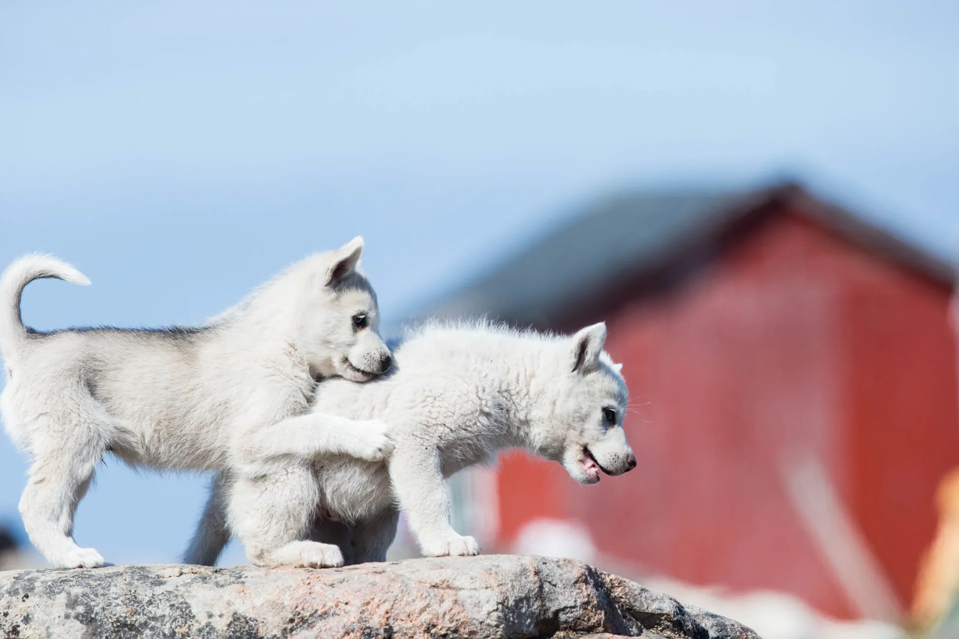 Slädhundvalpar av den grönländska slädhundsrasen – har en normal livslängd på 10–14 år Slädhundvalpar av den grönländska slädhundsrasen – har en normal livslängd på 10–14 år