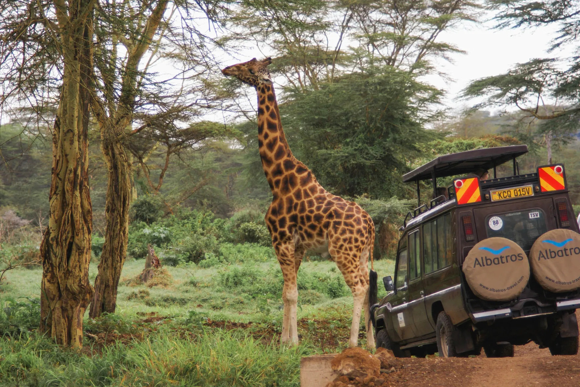 Man kommer nära djuren