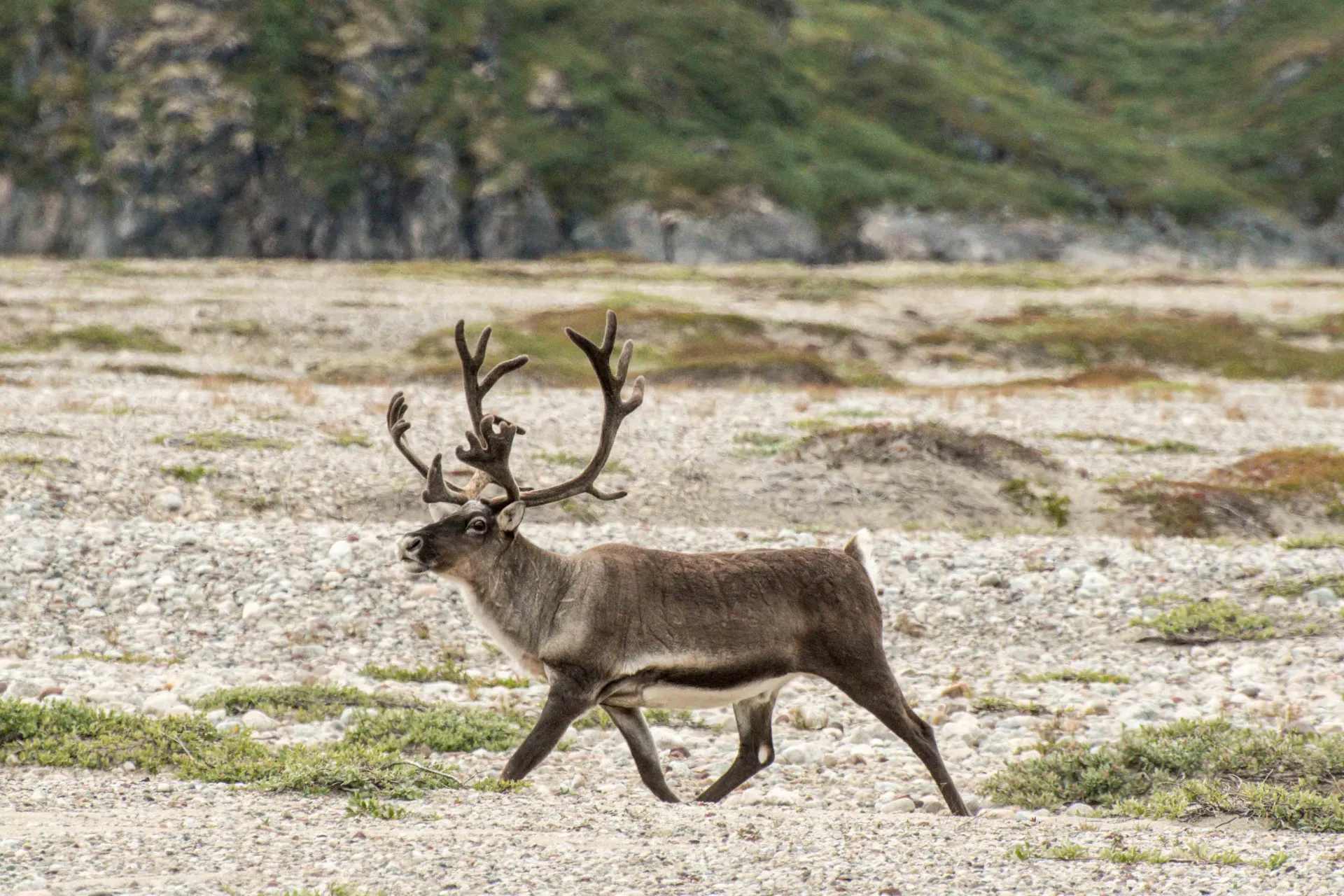Ren står i det öppna tundralandskapet vid Kangerlussuaq Ren står i det öppna tundralandskapet vid Kangerlussuaq