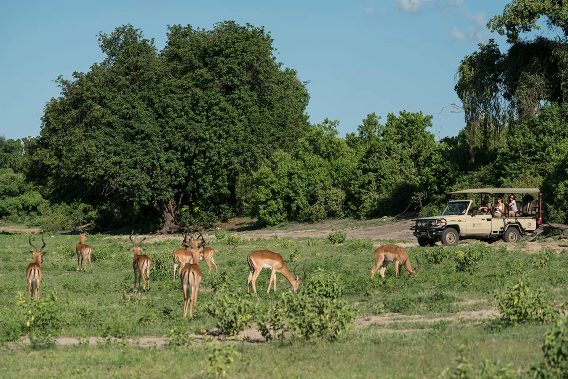 Impalor betar med åskådare