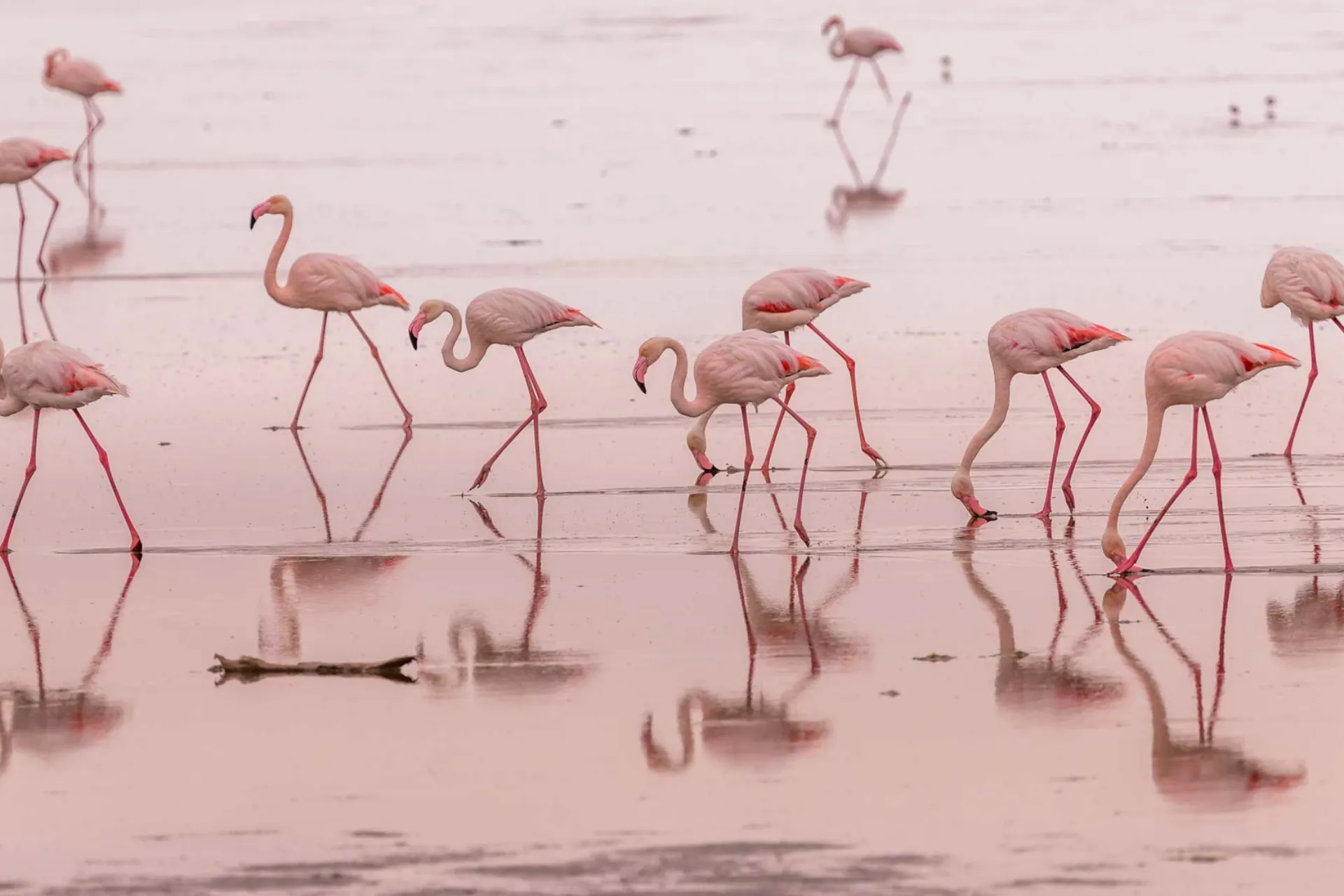 Flamingos i det grunda området vid Walvis Bay, Namibia