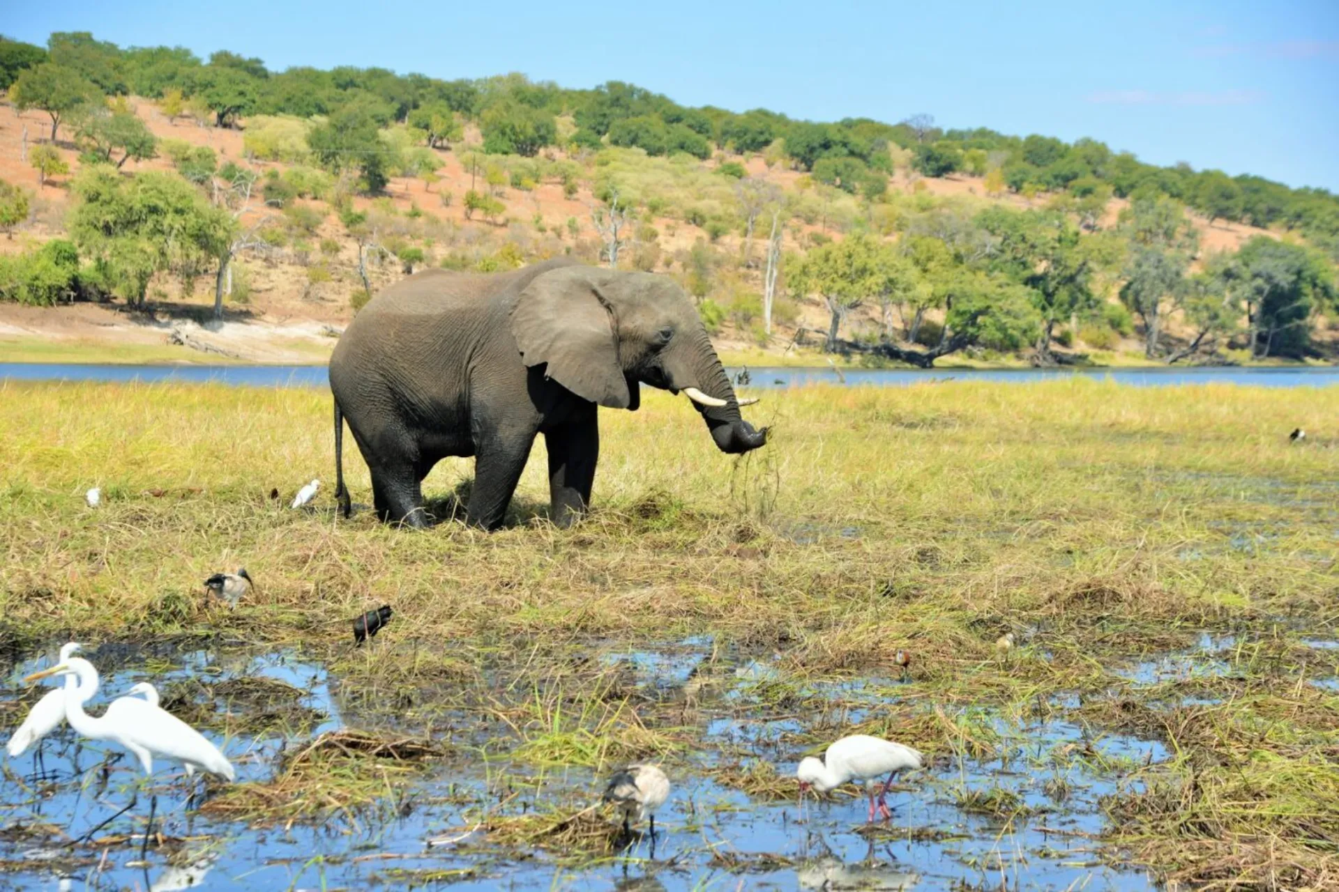 Elefant omgiven av kohägrar och vadarfåglar Elefant omgiven av kohägrar och vadarfåglar