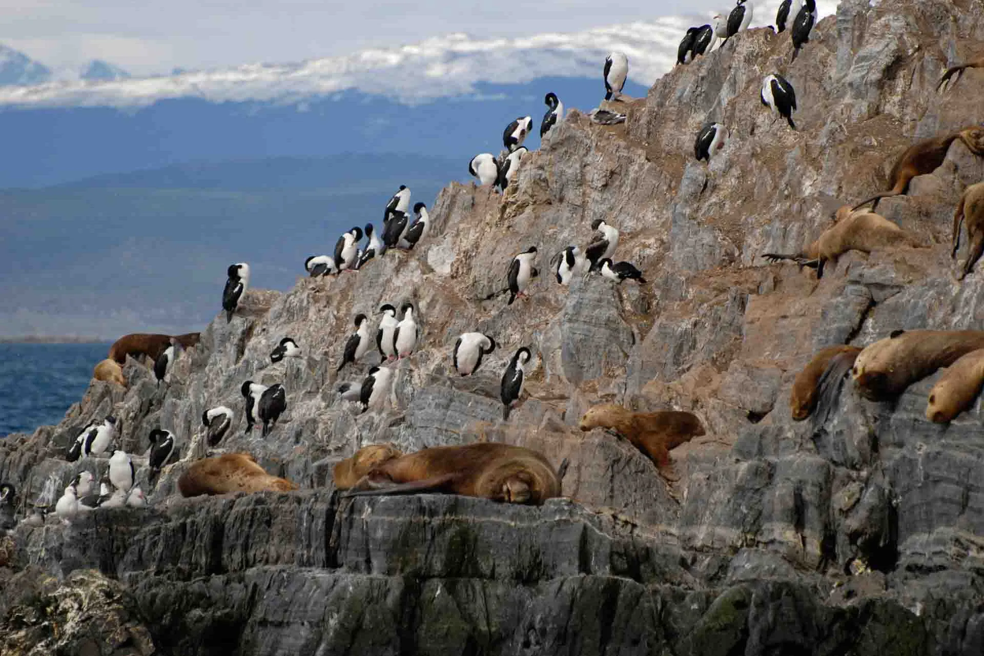 Sjölejon och skarvar på klipporna i Beaglekanalen nära Ushuaia
