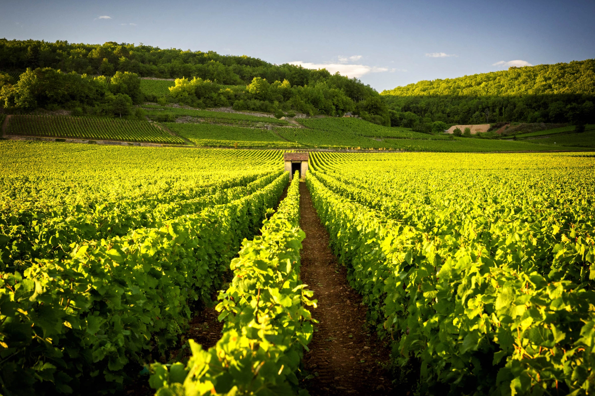 Vinodling i Beaune