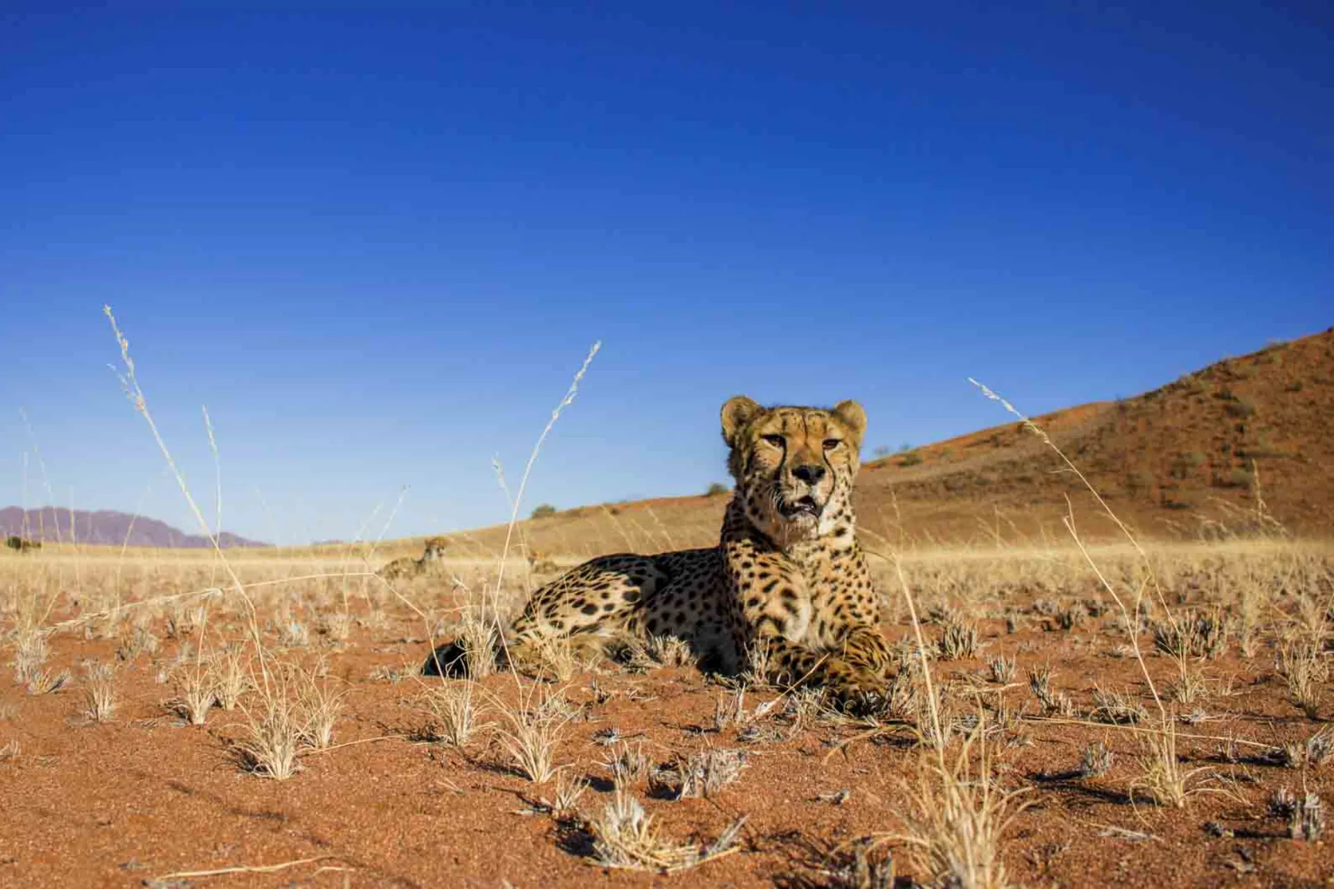 Geparden är världens snabbaste landdjur och kan nå hastigheter upp till 120 km/tim