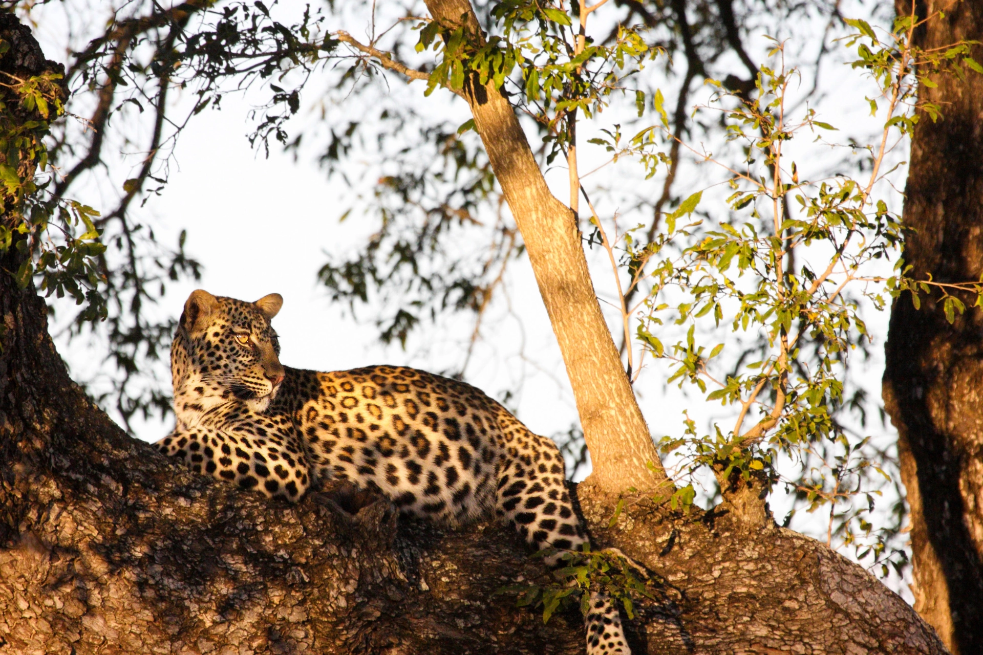  Leoparden är den av de stora kattdjuren som är mest utbredd