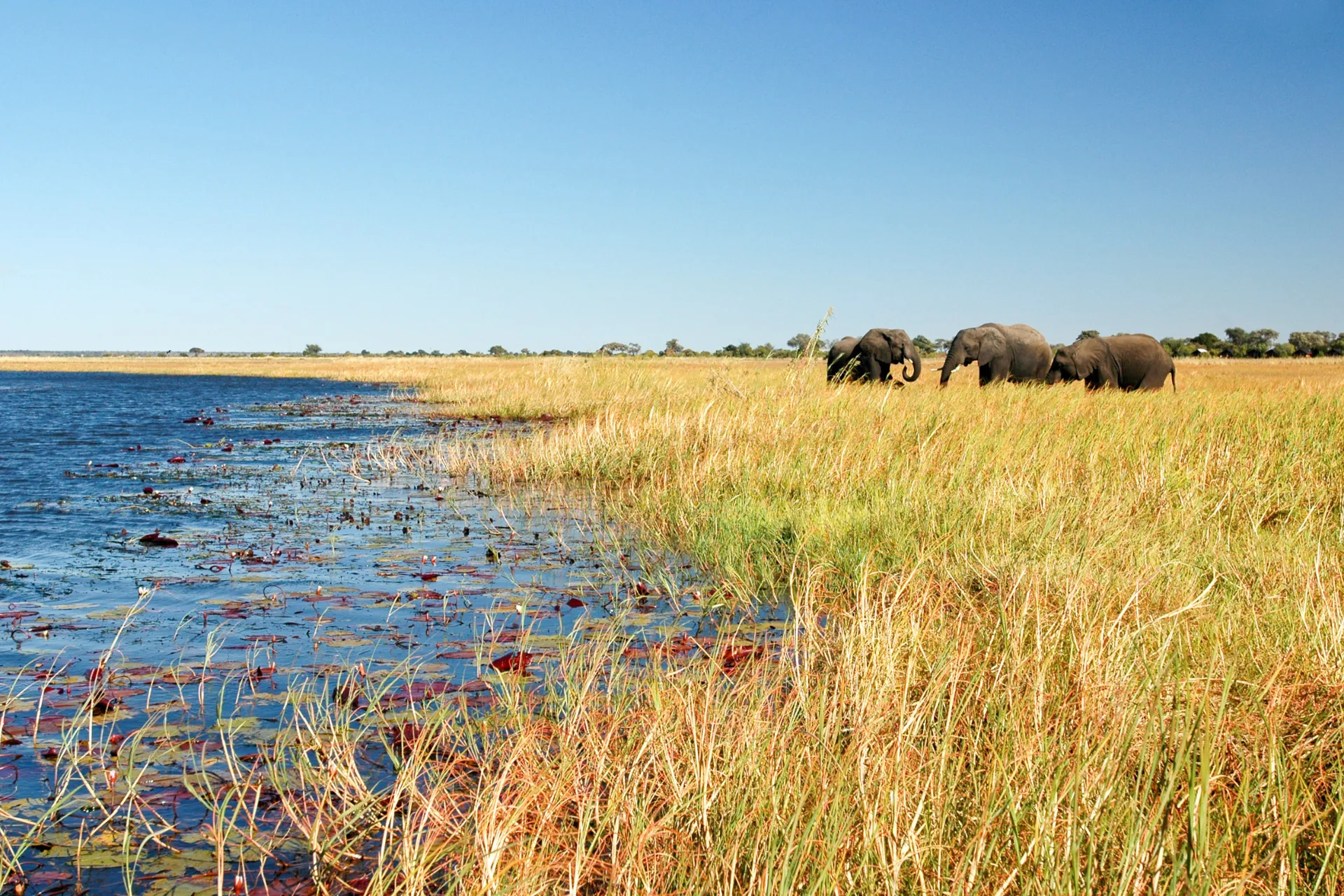 Elefanter använder ca 16 timmar dagligen till att äta Elefanter använder ca 16 timmar dagligen till att äta