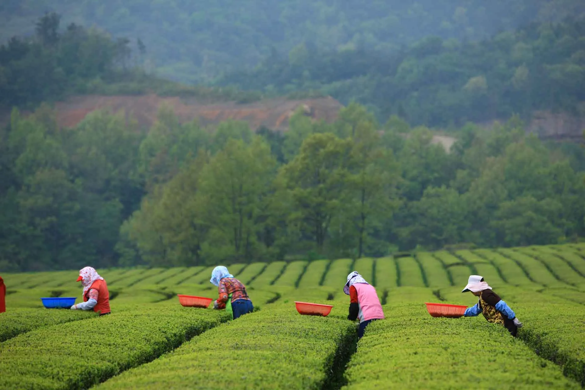 Boseong – Gröna tefält i Jeolla – Sydkoreas gröna te-huvudstad