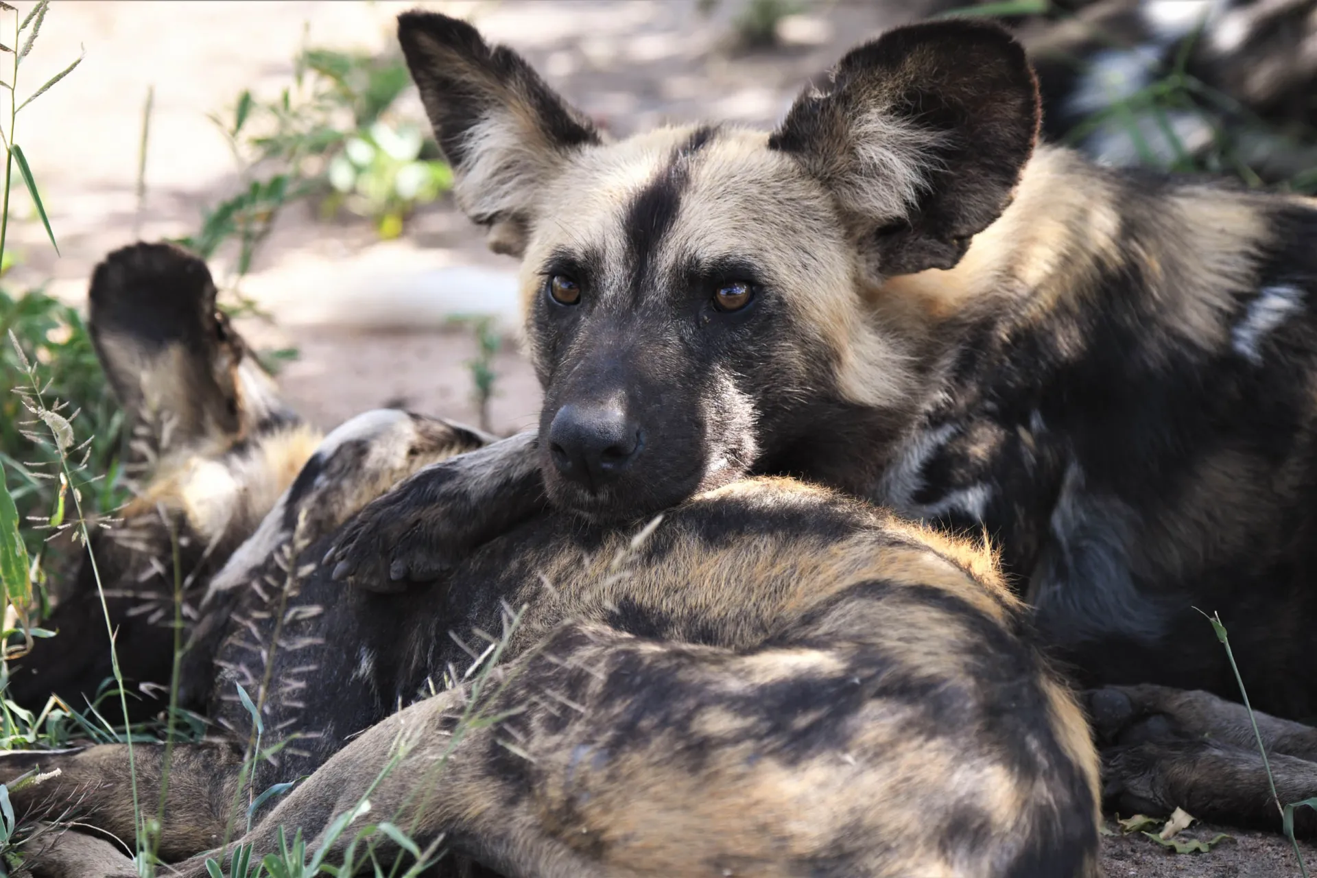 Vilda hundar slappnar av tillsammans Vilda hundar slappnar av tillsammans
