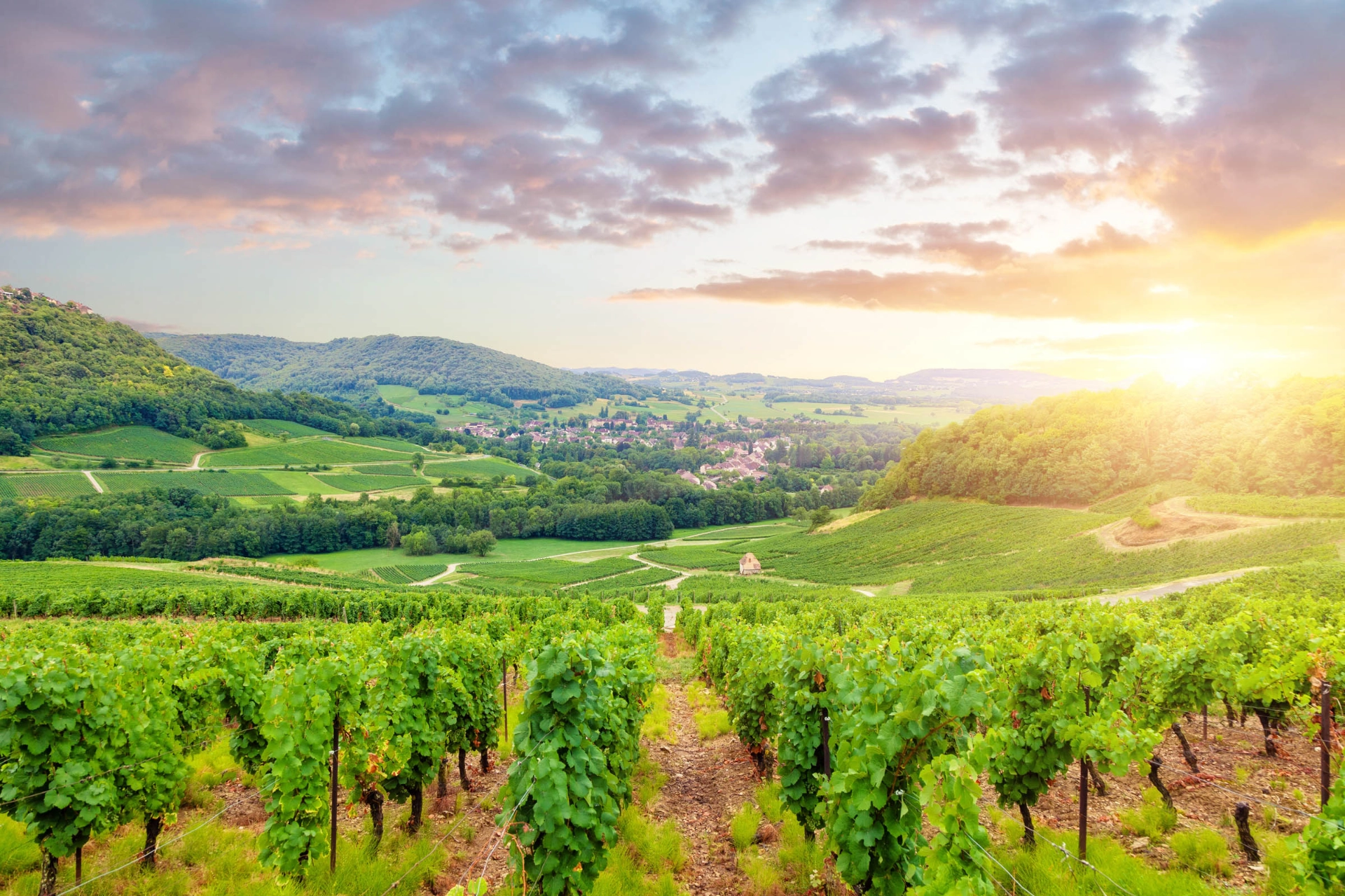 Panorama-utsikt över vinodlinger i Bourgogne