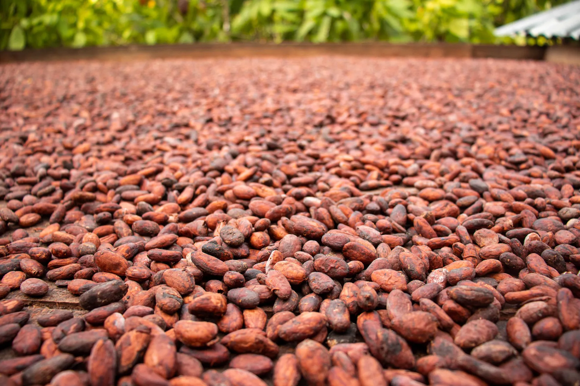 Kakaoproduktionen i Colombia är ca 60–70 000 ton årligen Kakaoproduktionen i Colombia är ca 60–70 000 ton årligen