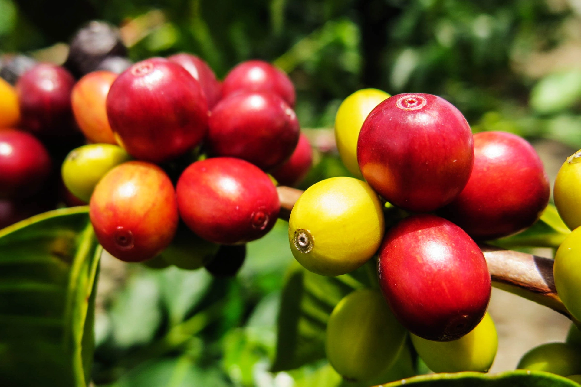 Kaffebär i mognadsfasen