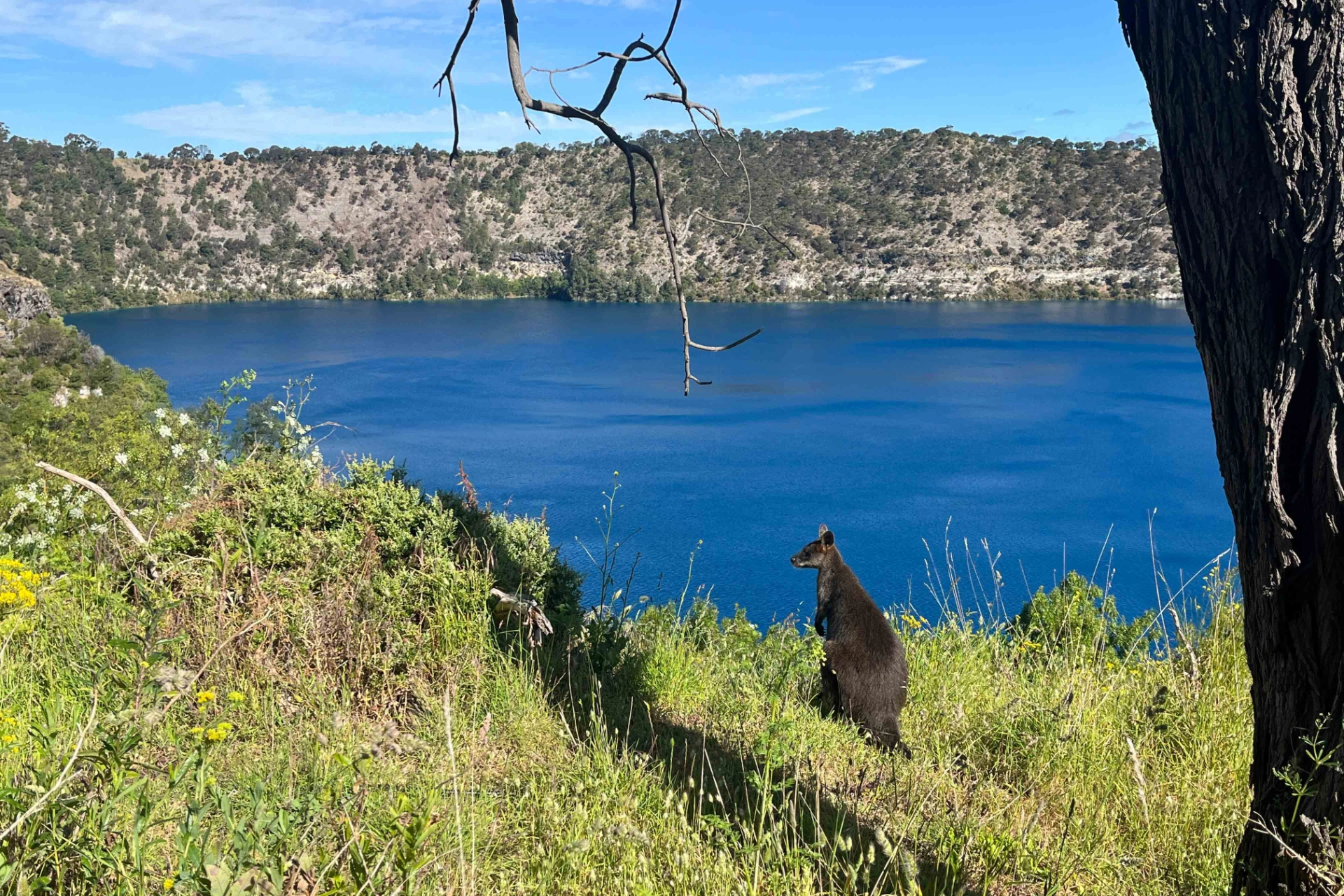 Wallaby med en fantastisk utsikt över Blue Lake i Mount Gambier