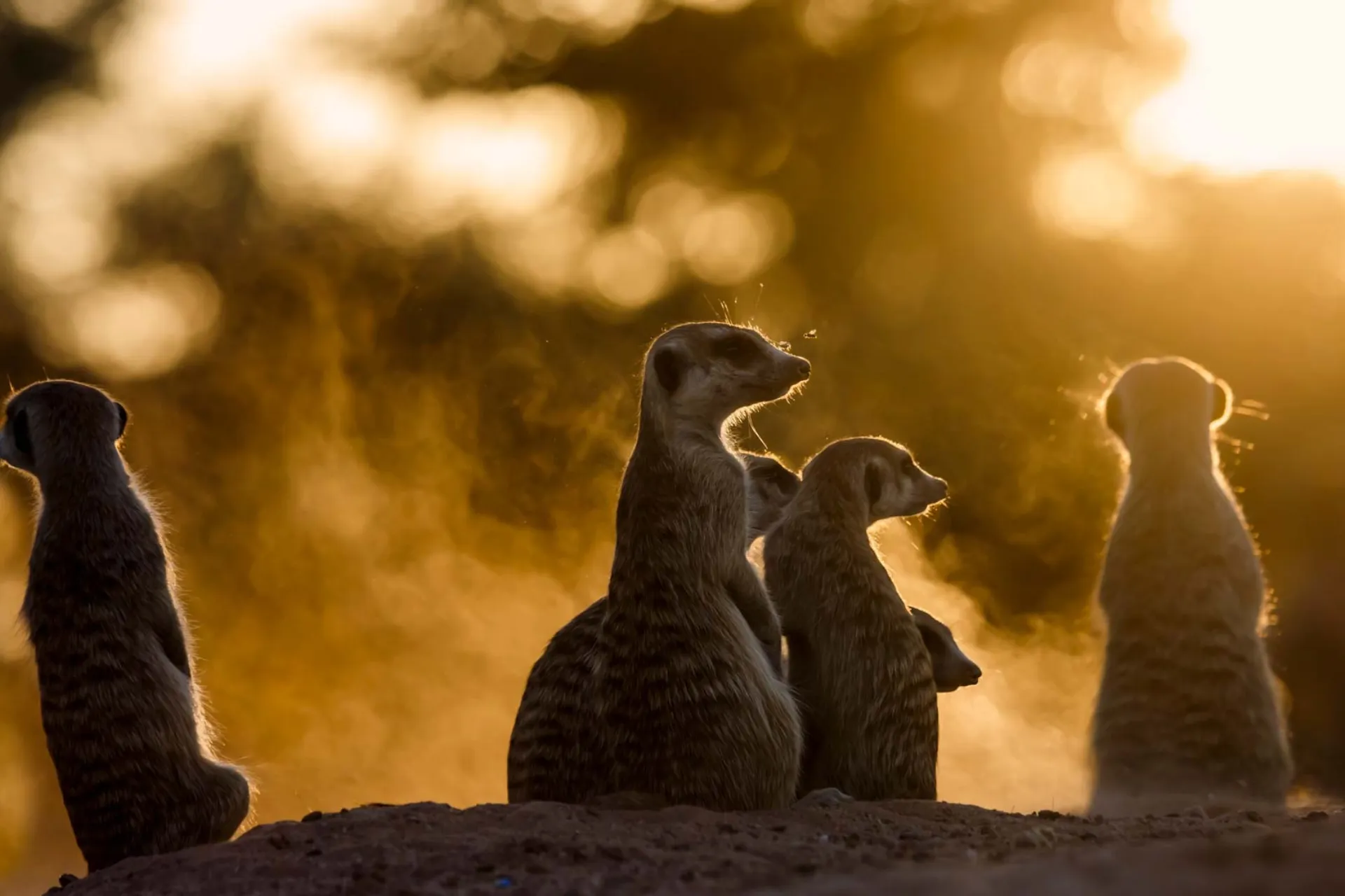 Surikaterna är alltid på vakt