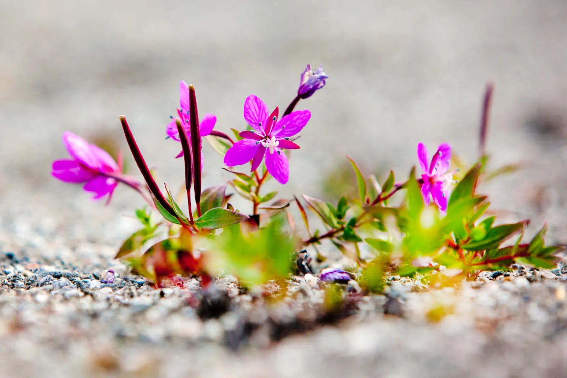 Arktisk mjölkört i blom på den grusiga tundran Arktisk mjölkört i blom på den grusiga tundran