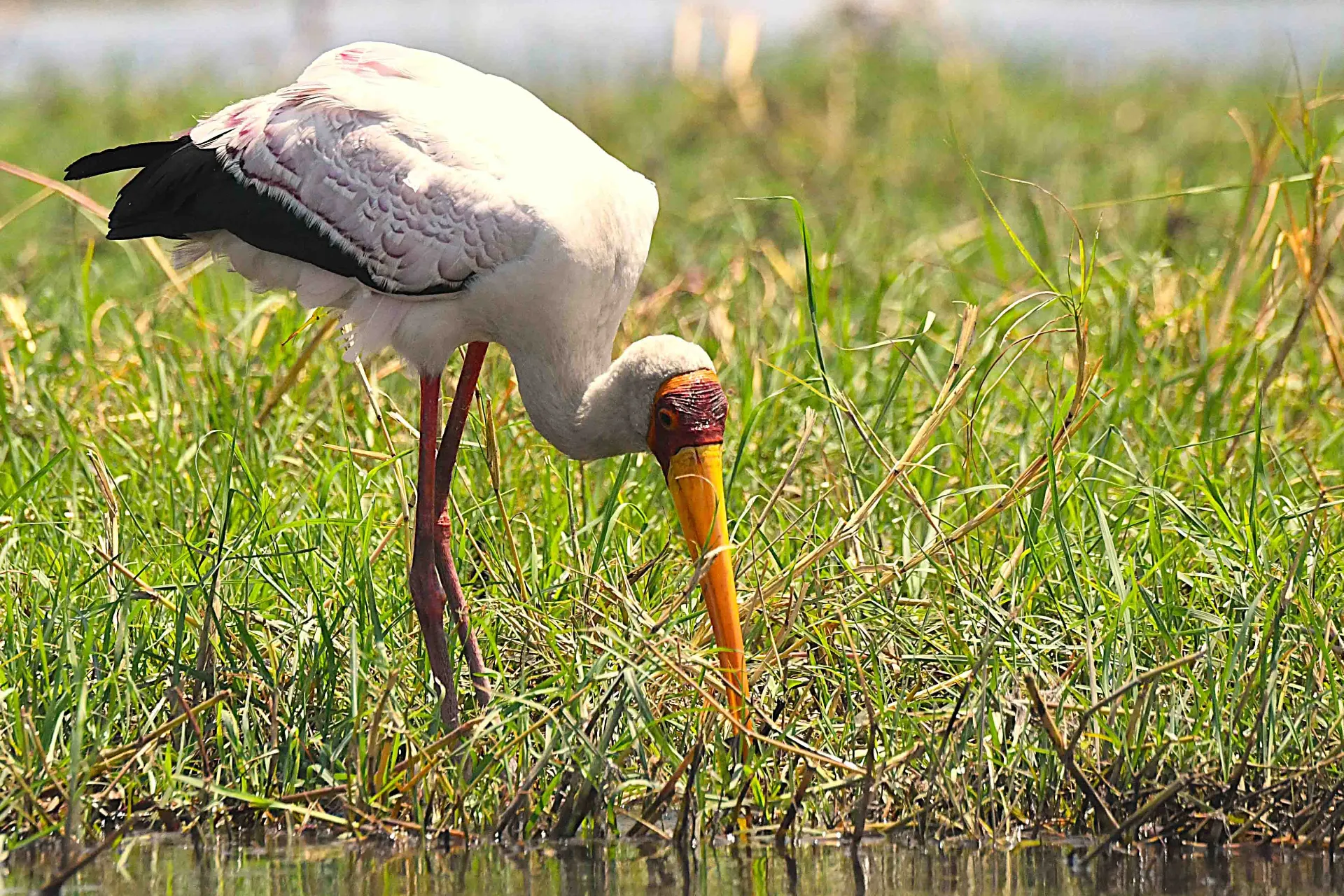 Afrikansk ibisstork