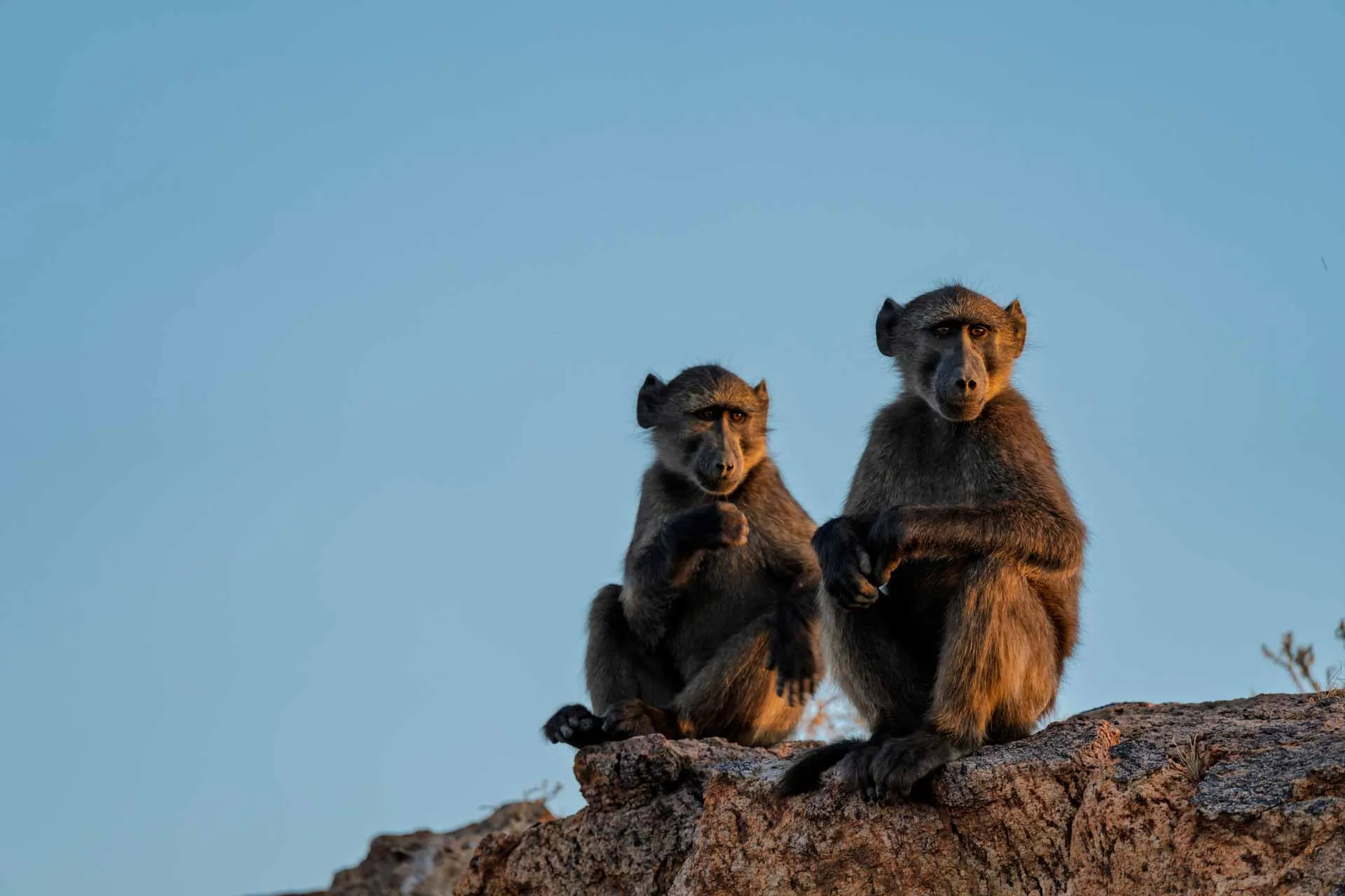 Babianer vid Augrabiesfallen håller utkik