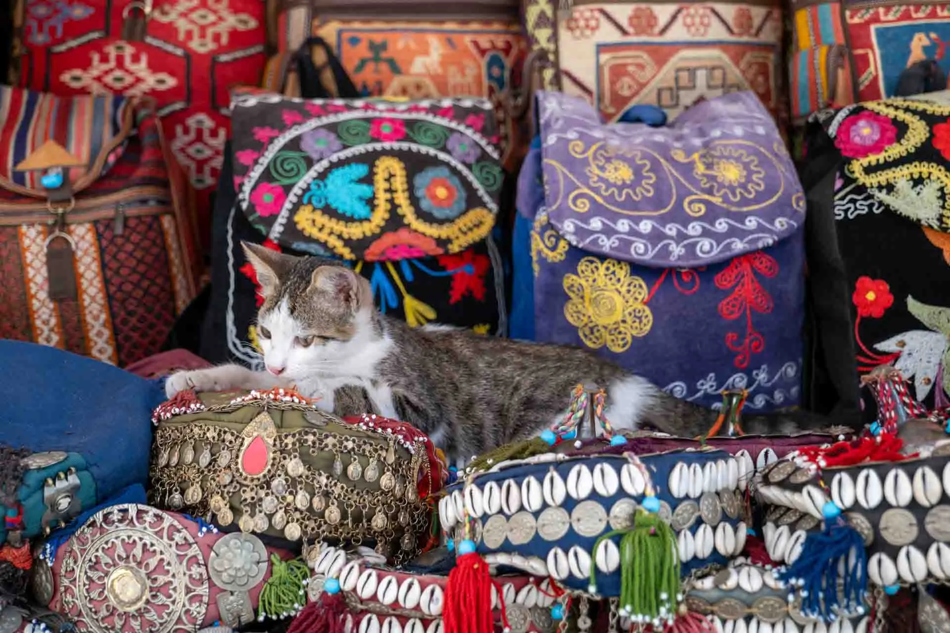En av Istanbuls många älskade katter njuter av lugnet mitt i basaren