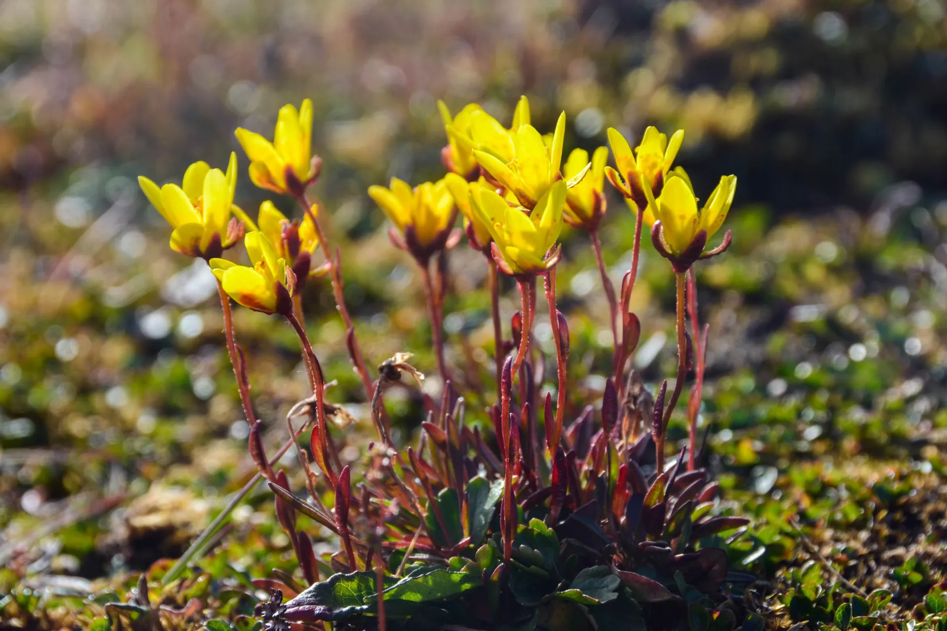 Bräcka (Saxifraga) Bräcka (Saxifraga)