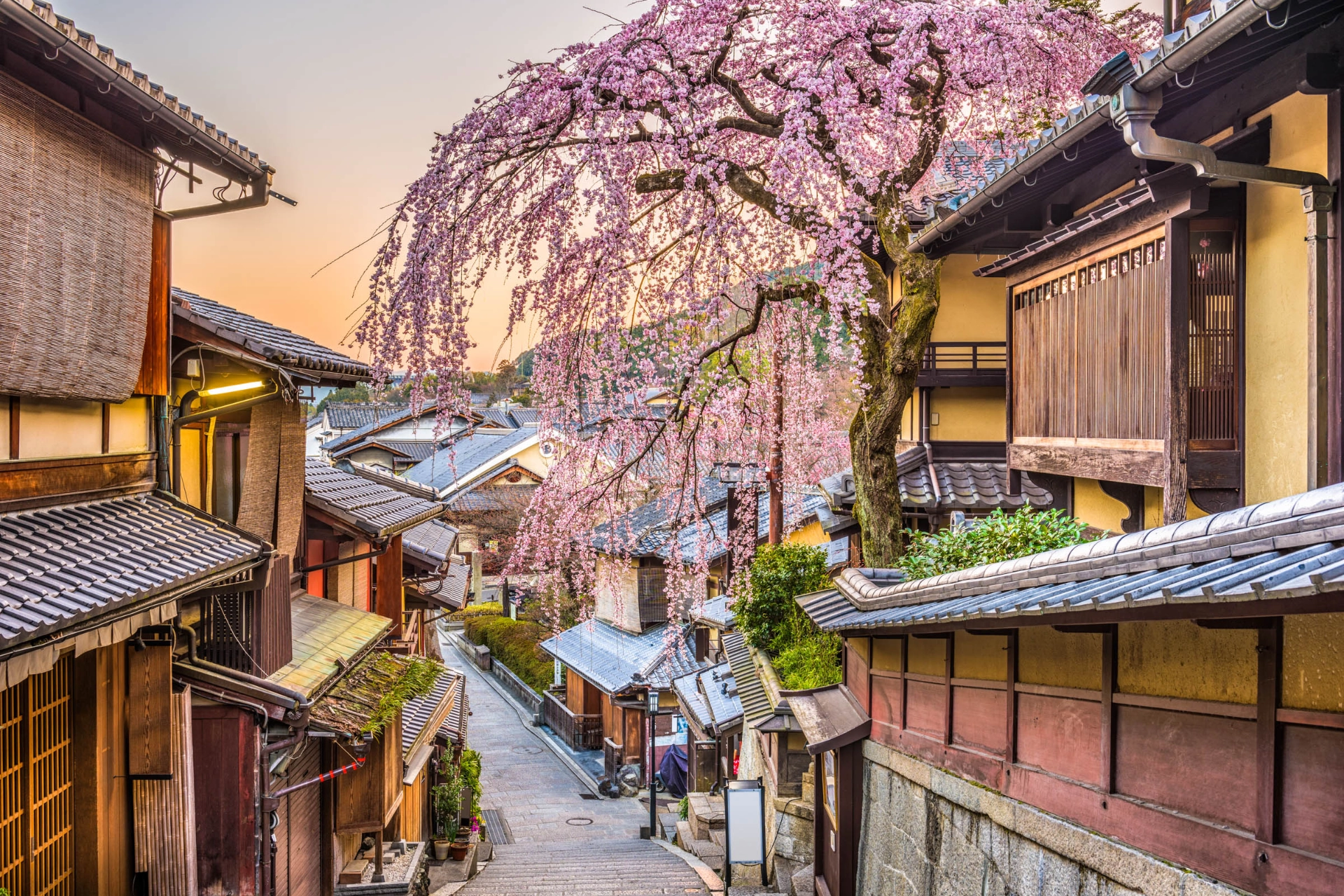 Blommande körsbärsträd i Kyoto