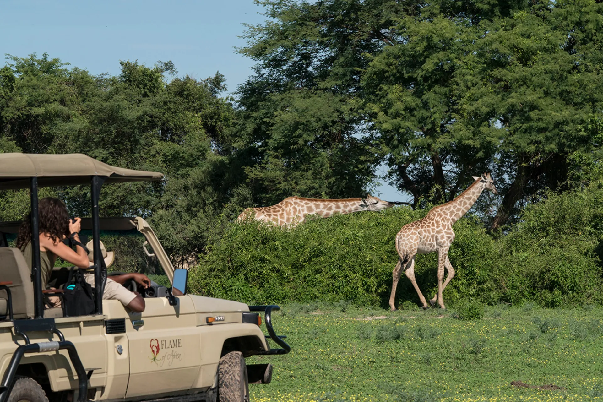 En giraff äter dagligen ca 35 kg blad, skott och frukt - föredrar akaciaträd En giraff äter dagligen ca 35 kg blad, skott och frukt - föredrar akaciaträd