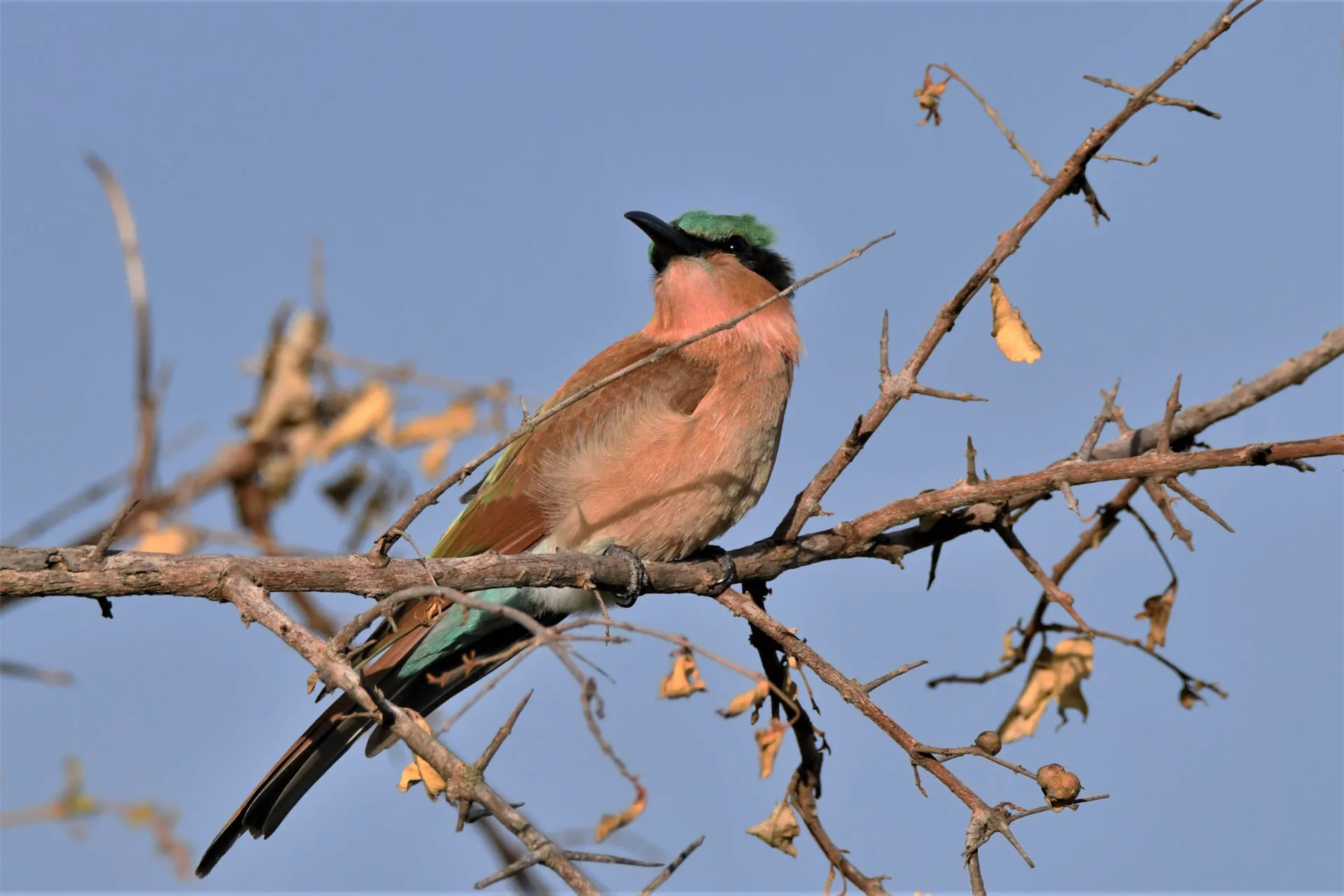 Fågellivet är rikt - här är en karminbiätare Fågellivet är rikt - här är en karminbiätare
