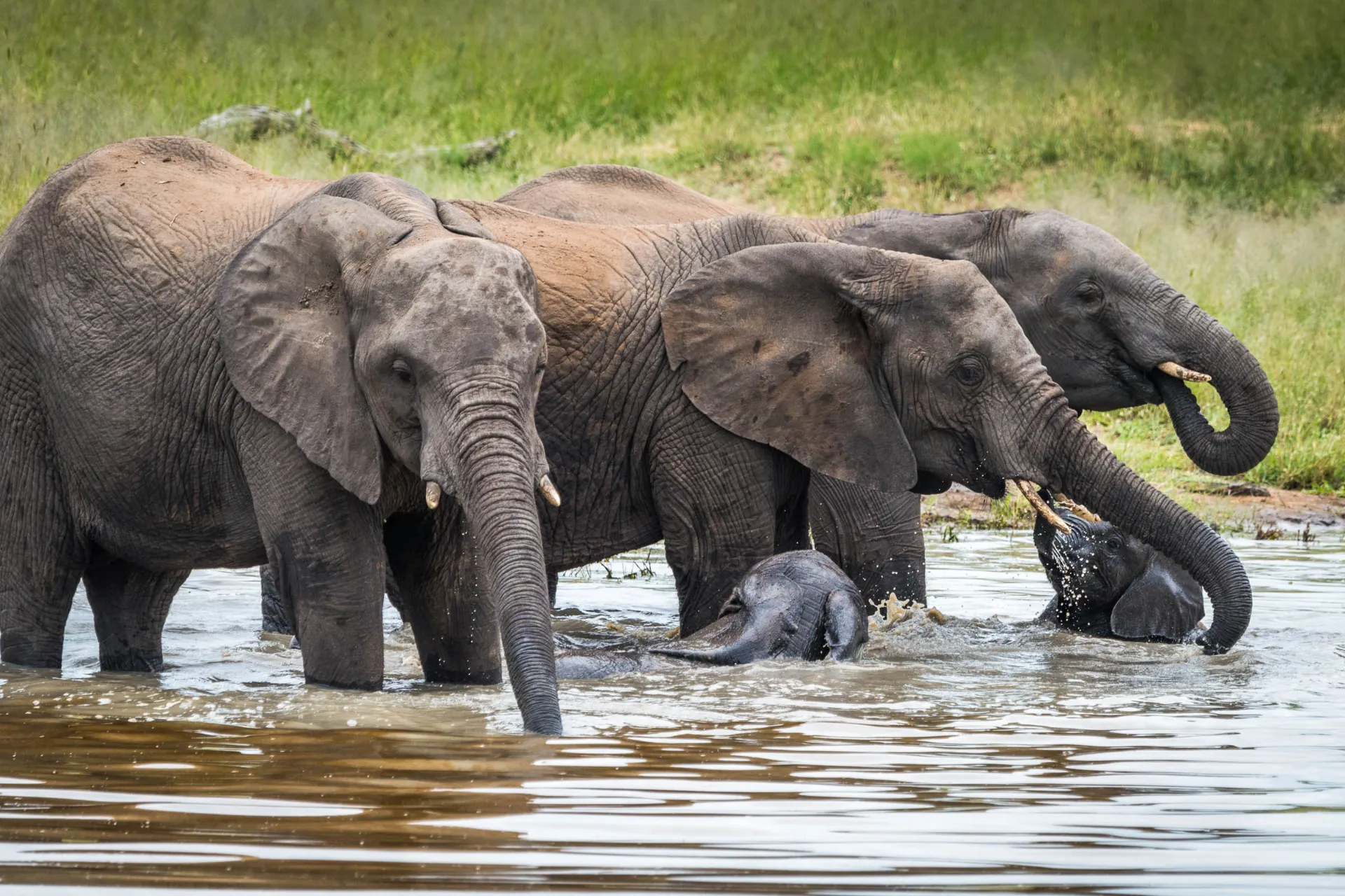 Elefanter med kalvar badar och släcker törsten Elefanter med kalvar badar och släcker törsten