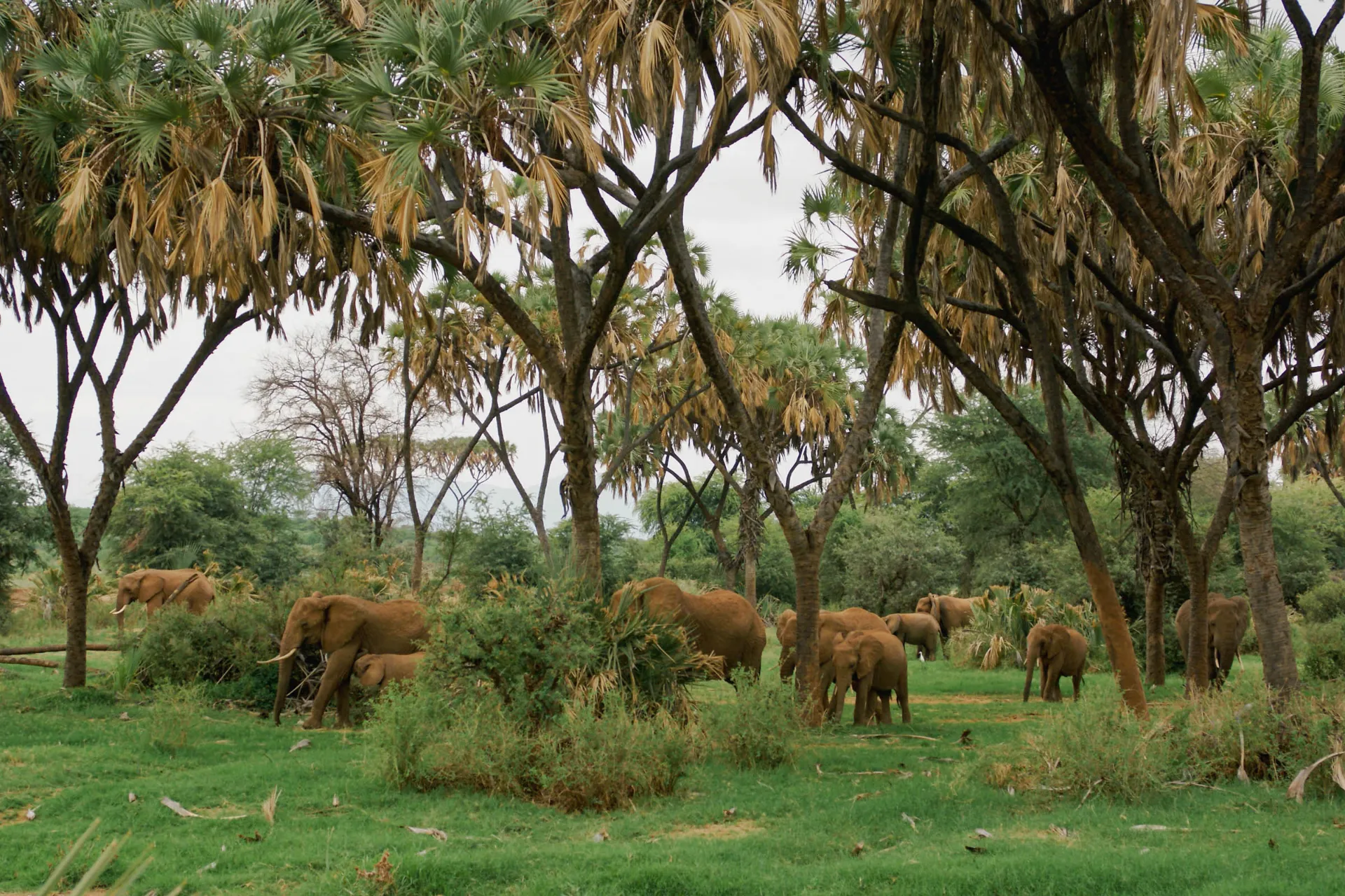 Stor hjord elefanter i föredragna miljöer