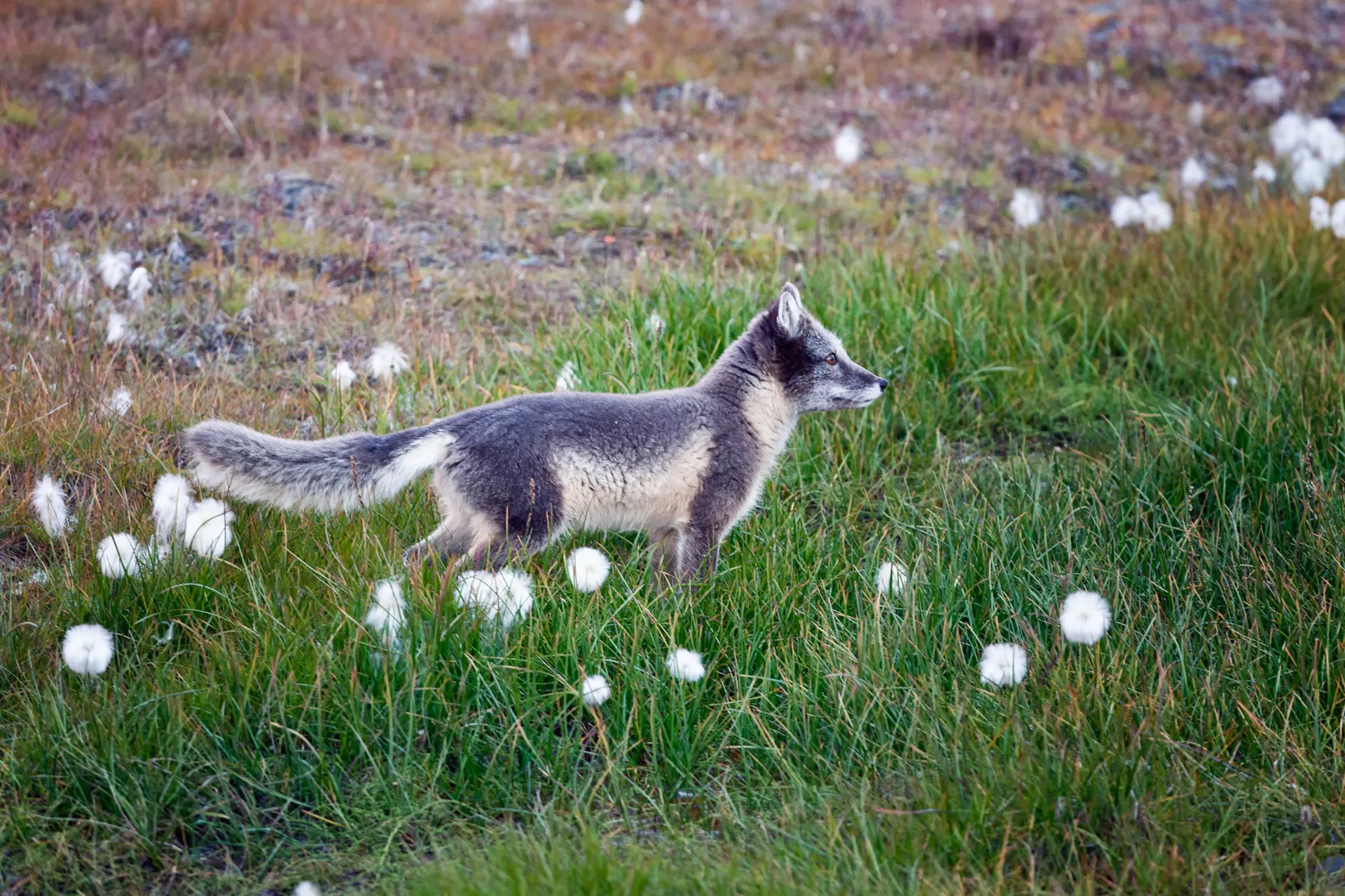 Fjällräv i sommarpäls Fjällräv i sommarpäls