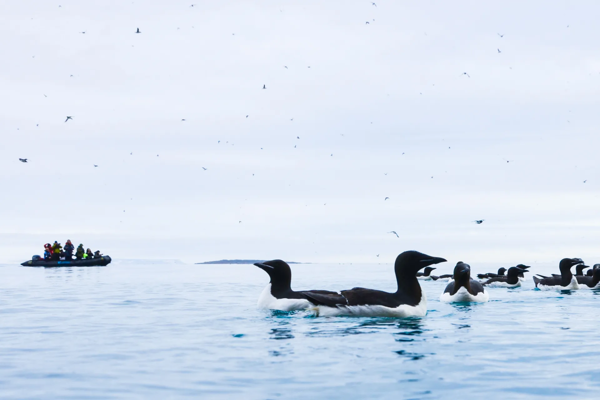 Spetsbergsgrisslor poserar för fotograferna Spetsbergsgrisslor poserar för fotograferna