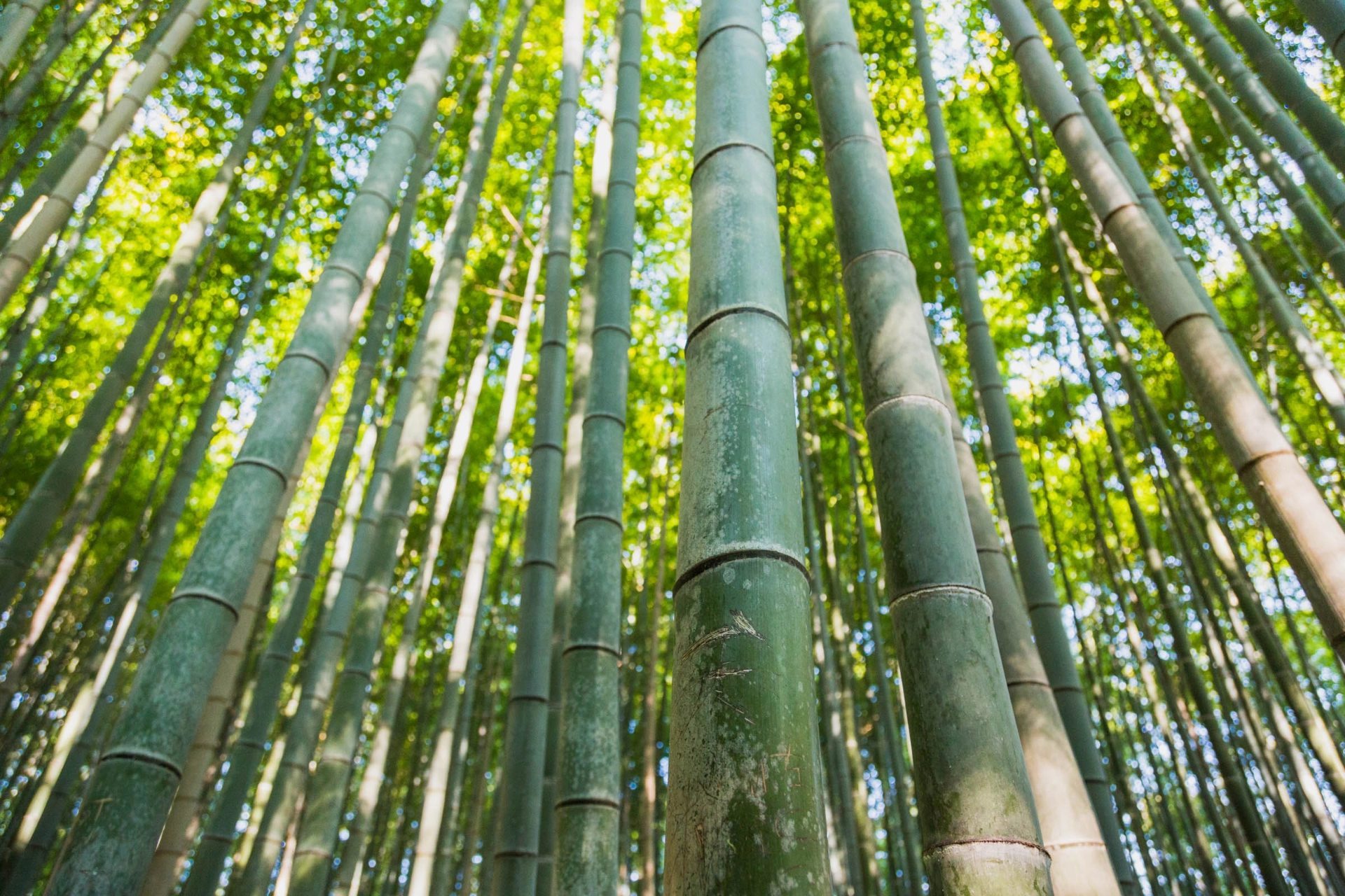 Bambuskog i Kyoto