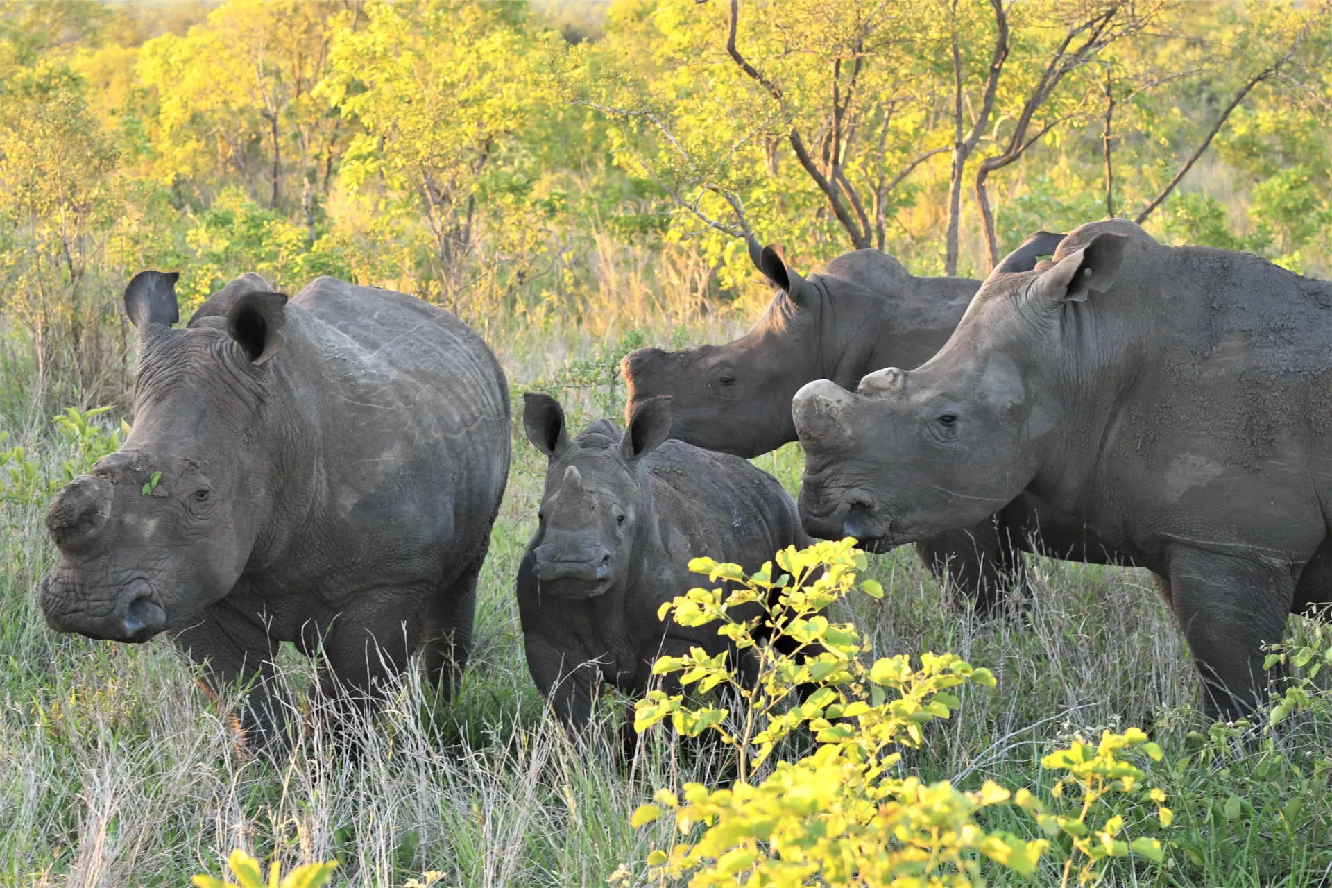 För att minska tjuvjakten får noshörningarna ofta sina horn borttagna För att minska tjuvjakten får noshörningarna ofta sina horn borttagna