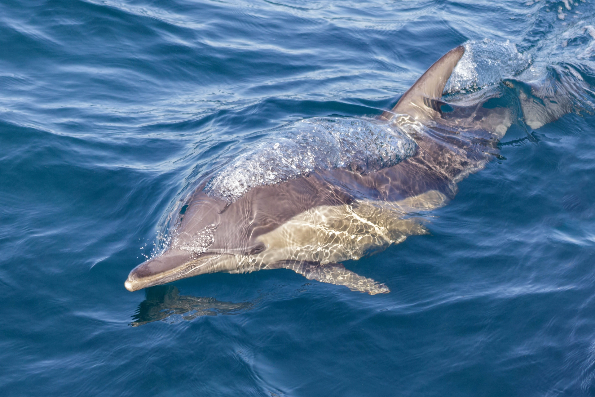 Delfin (tumlare) vid Port Stephens