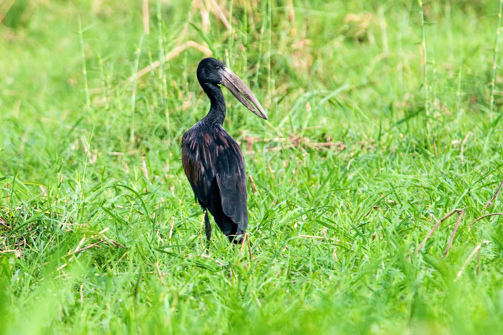 Den afrikanska skednäbben har ett särskilt näbb, perfekt för att fånga sniglar och musslor Den afrikanska skednäbben har ett särskilt näbb, perfekt för att fånga sniglar och musslor