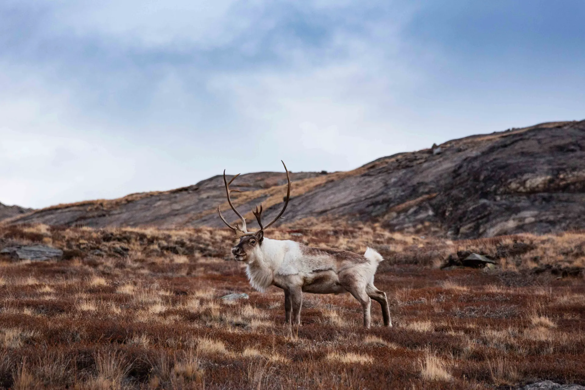 Ren står i det öppna tundralandskapet vid Kangerlussuaq Ren står i det öppna tundralandskapet vid Kangerlussuaq