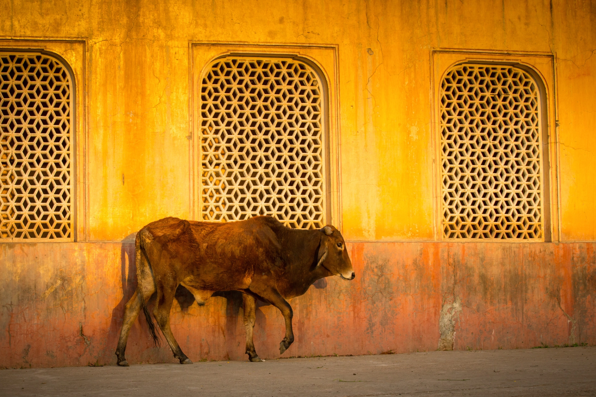 Kon anses vara en helig och moderlig symbol inom hinduismen
