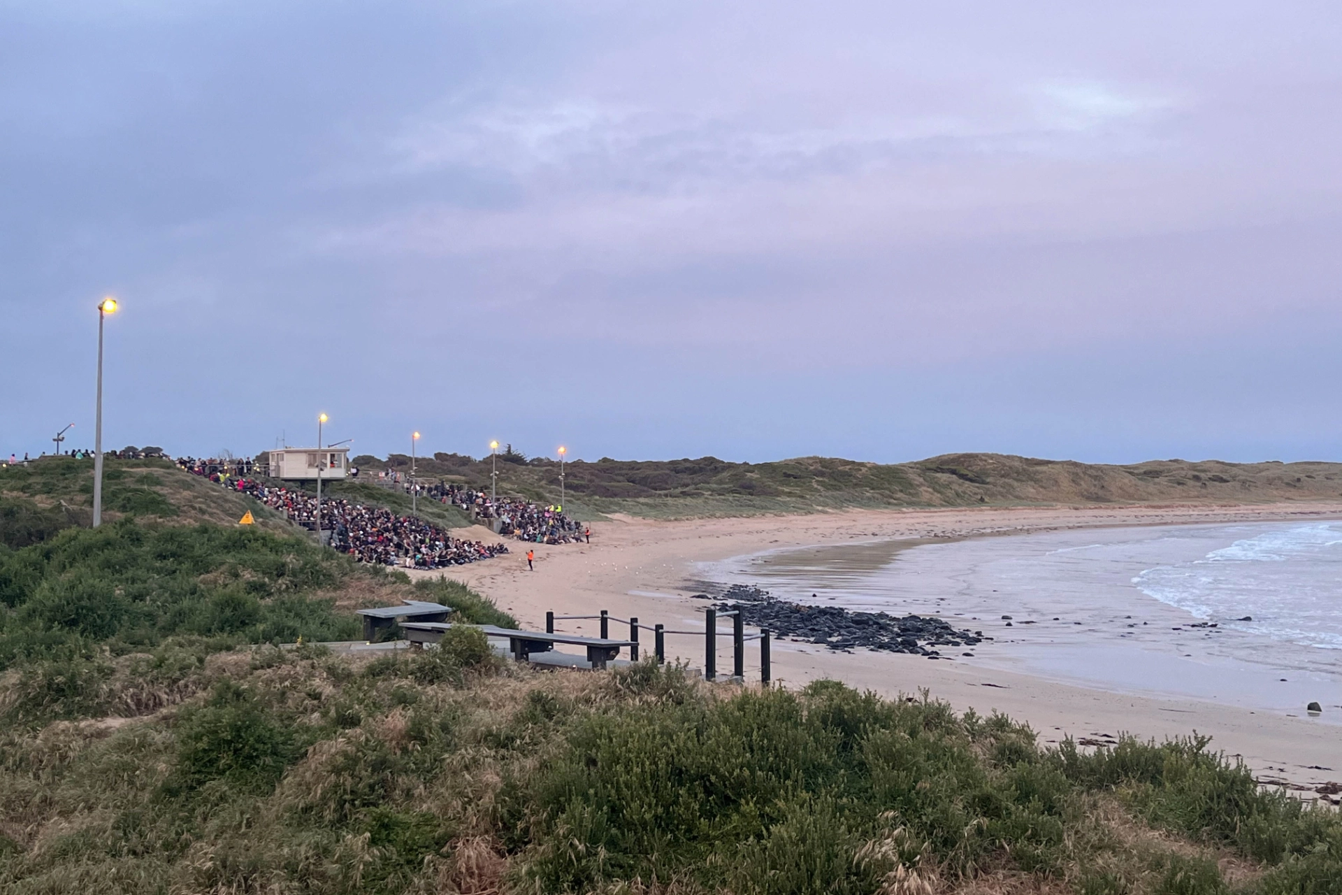 Dvärgpingvinerna återvänder till Phillip Island vid solnedgången