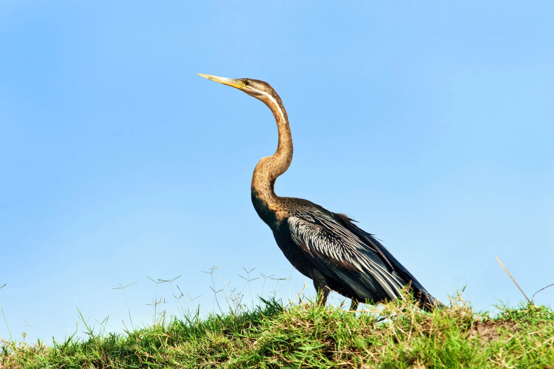 Den afrikanska ormhalsfågeln lever vid sjöar och floder där den fångar fisk med sitt spetsiga näbb. Den långa halsen ger den namnet ”ormhals” Den afrikanska ormhalsfågeln lever vid sjöar och floder där den fångar fisk med sitt spetsiga näbb. Den långa halsen ger den namnet ”ormhals”
