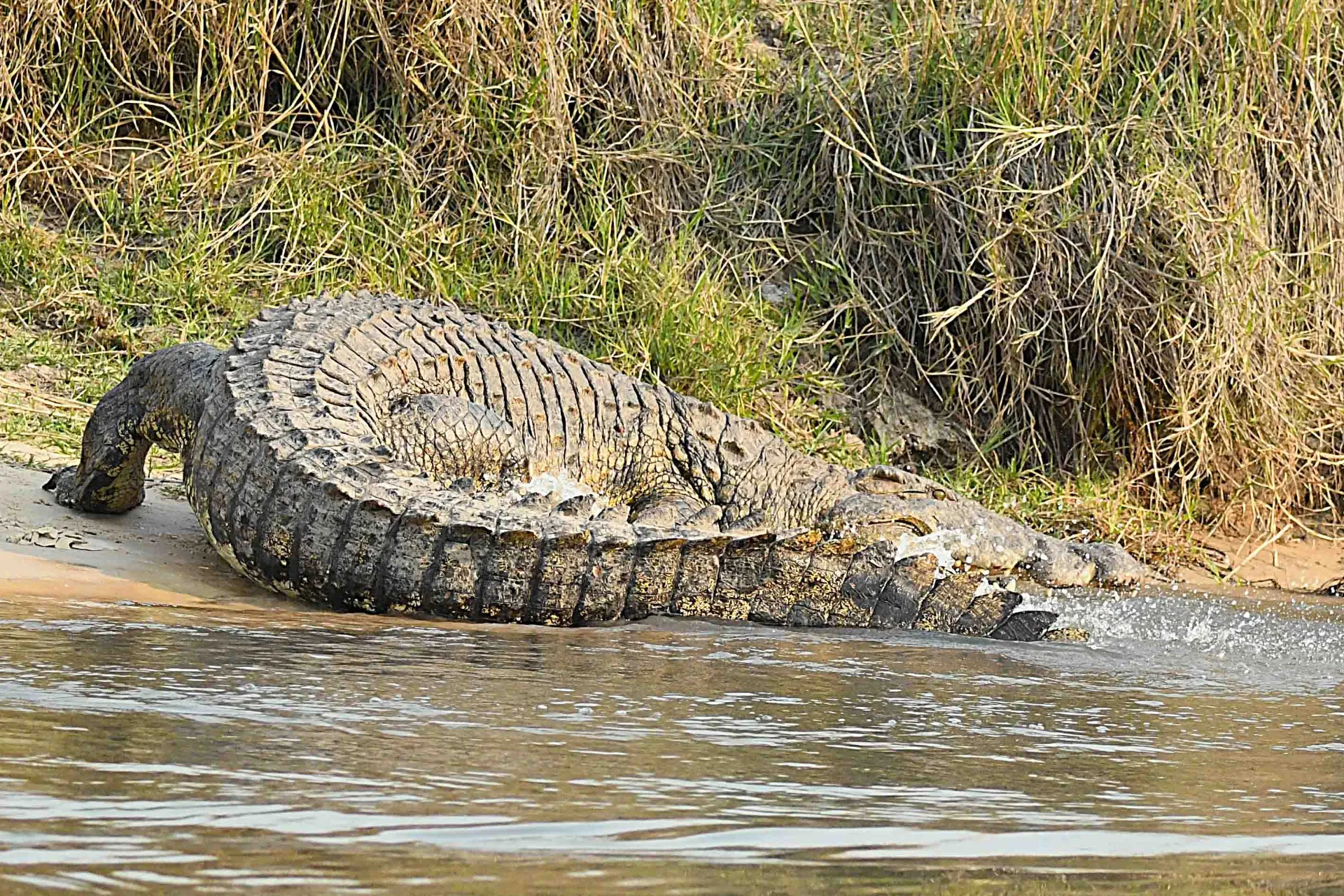 Krokodil på väg i vattnet