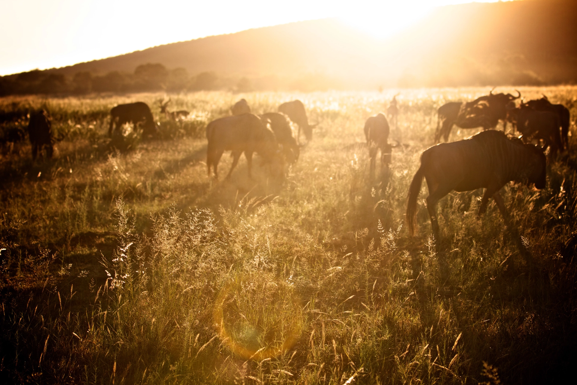 Gnu till frukost