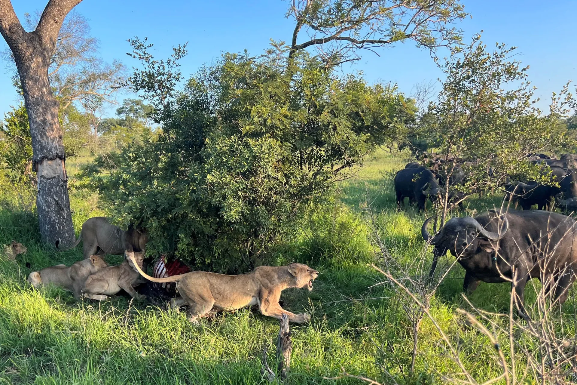 Lejonhonan ser till att det är matro Lejonhonan ser till att det är matro
