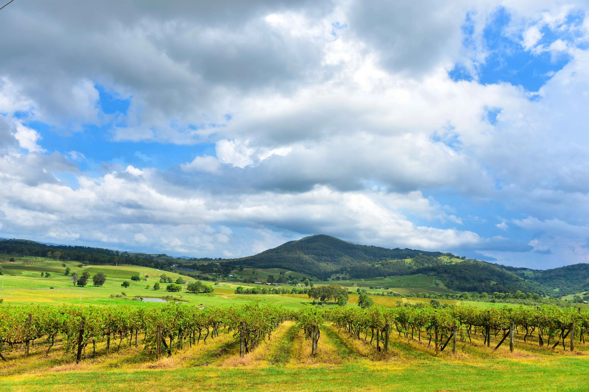 Vinodlingar i Hunter Valley
