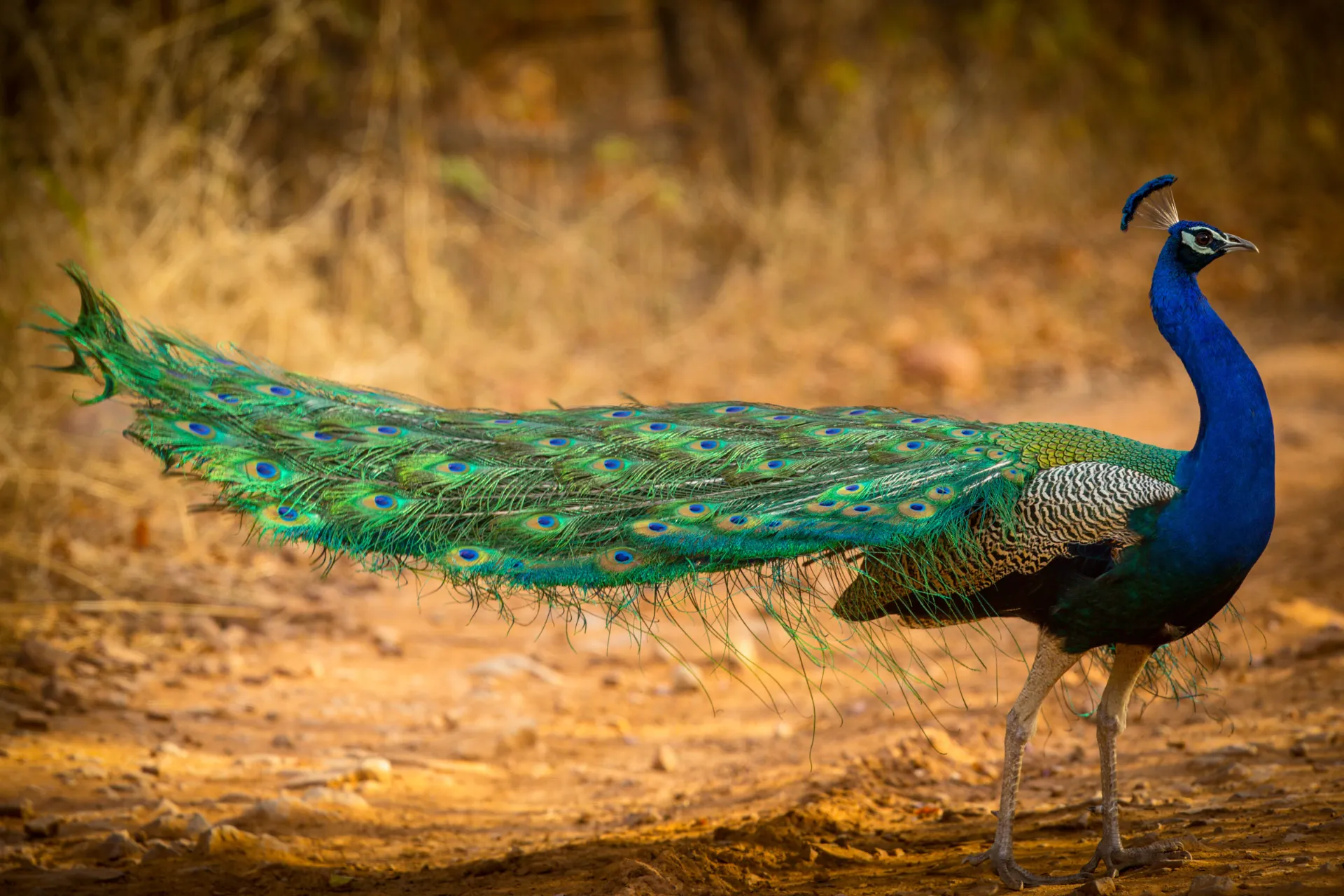 Påfågeln är Indiens och Pakistans nationalfågel Påfågeln är Indiens och Pakistans nationalfågel