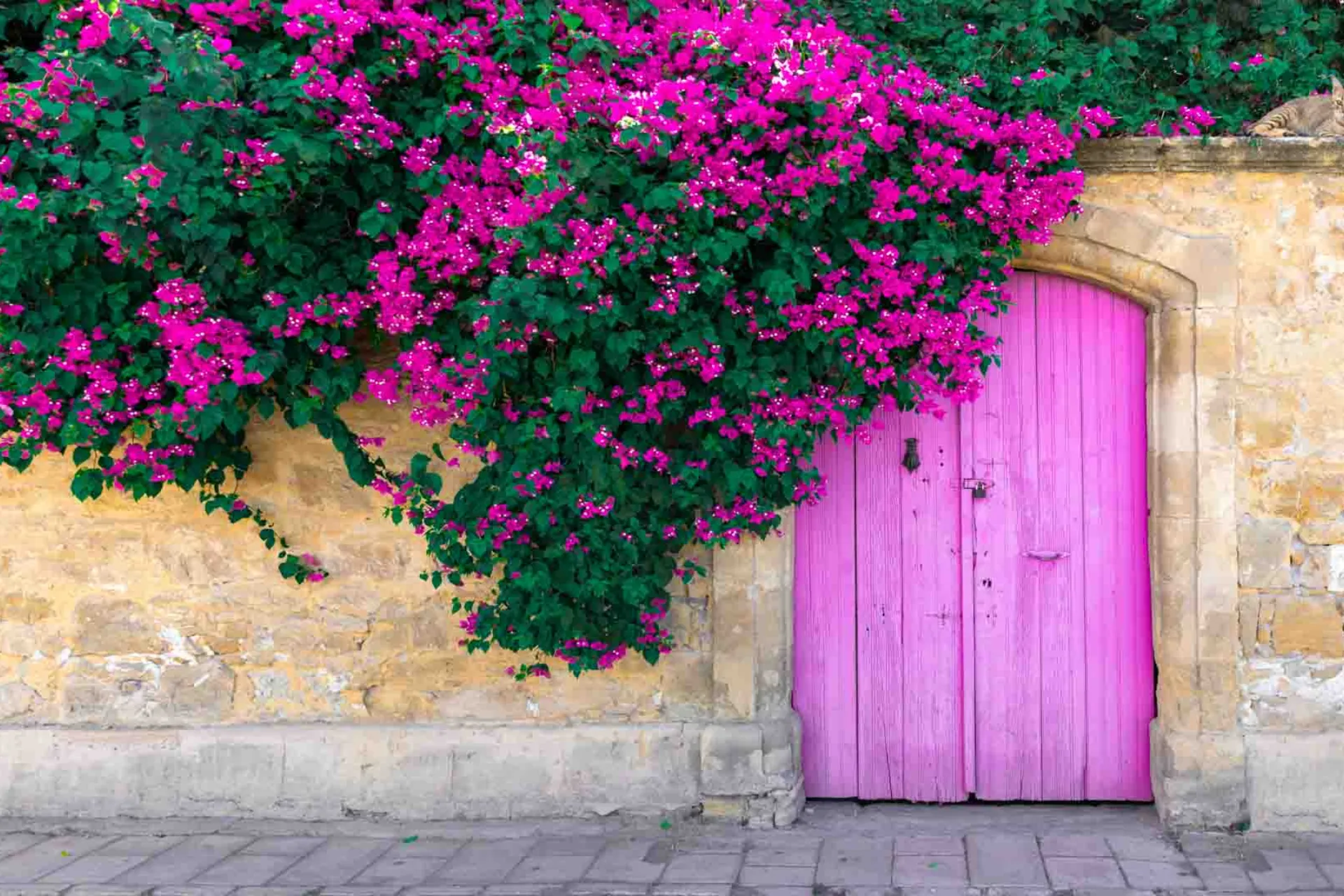 Färgglädje på gatan