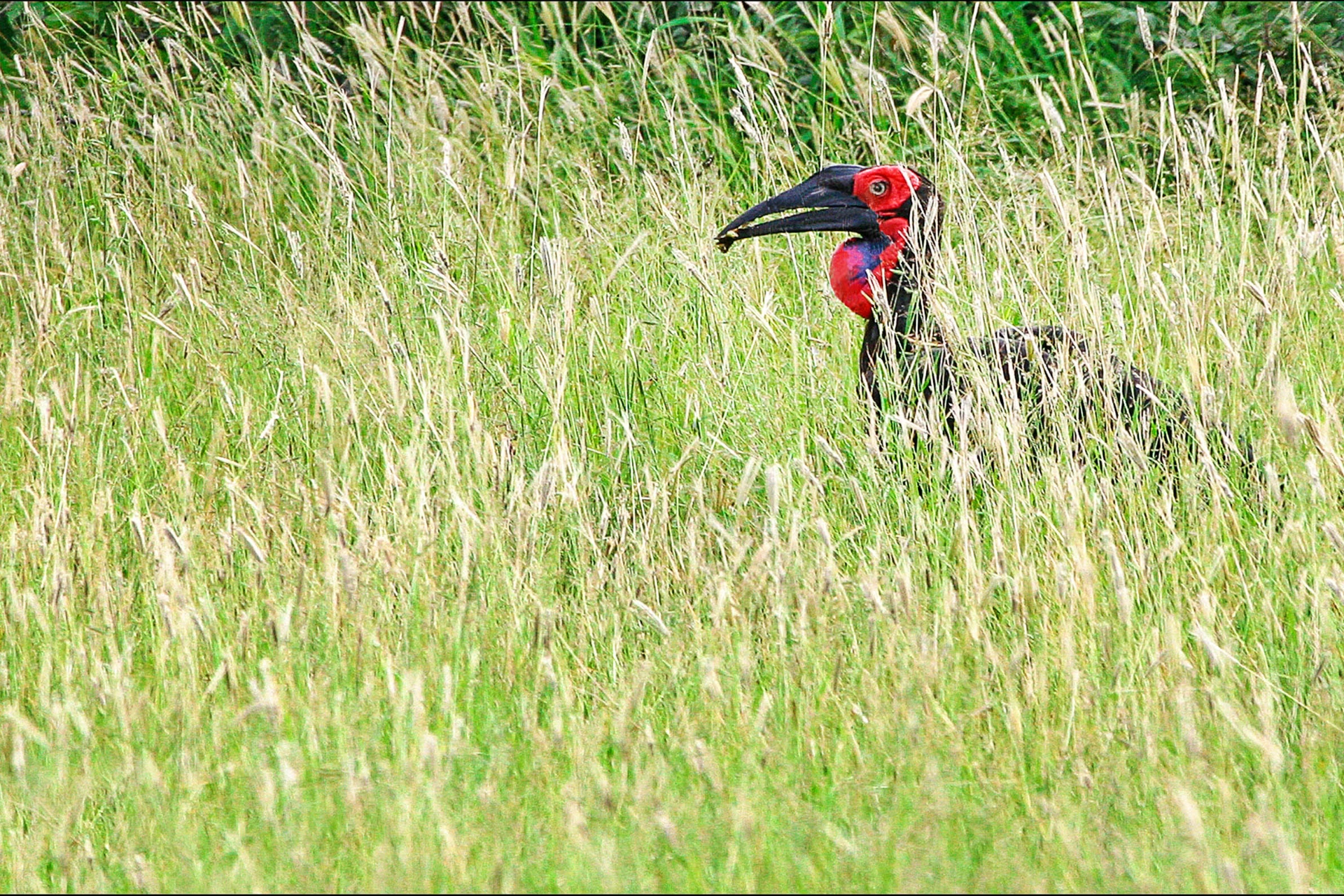 Hornravn - Ground Hornbill - en av de få fågelarter som använder verktyg för att hitta föda, till exempel kvistar