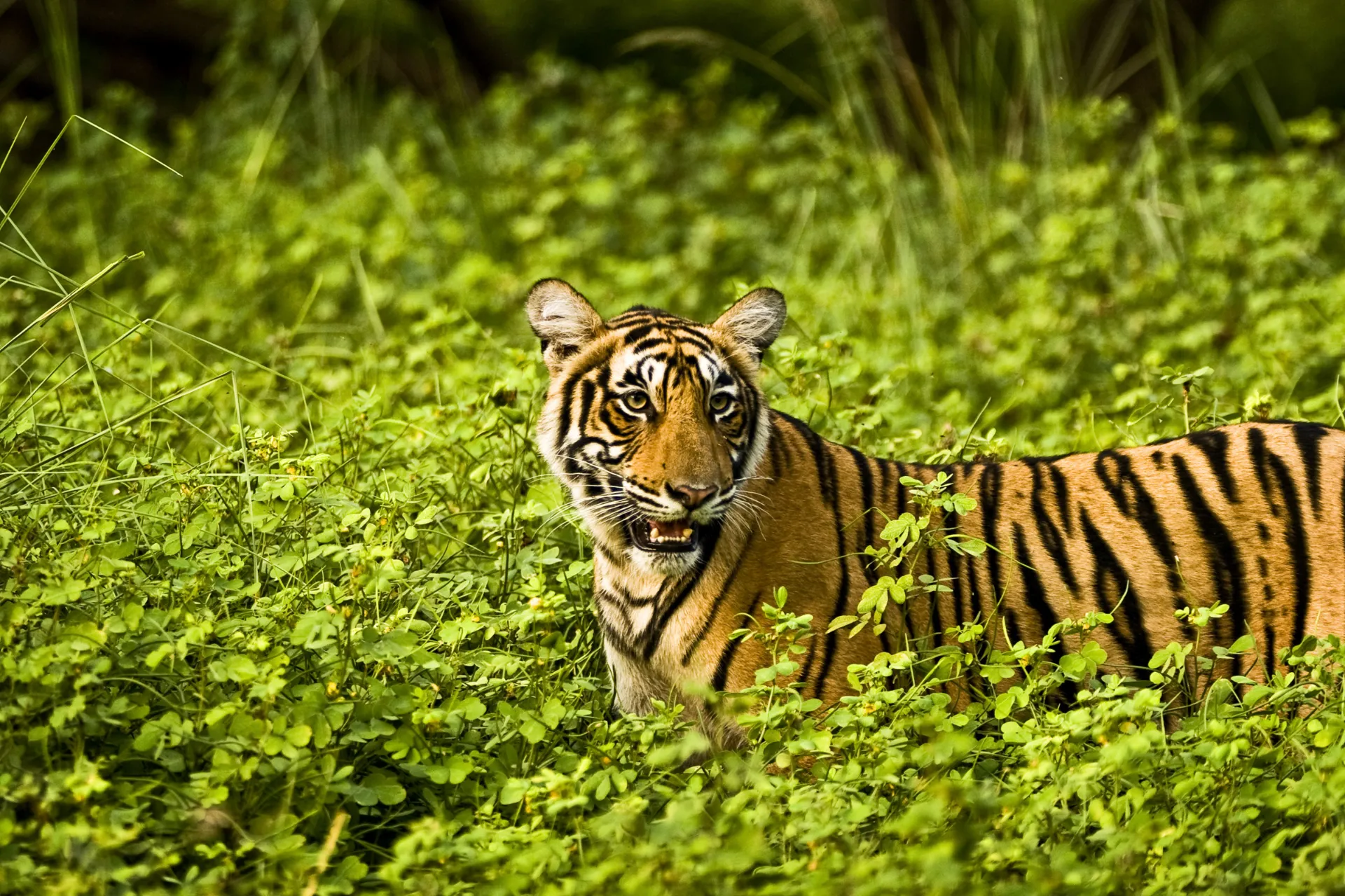 Av de stora kattdjuren varierar tigern mest i storlek – från 65 till 320 kg Av de stora kattdjuren varierar tigern mest i storlek – från 65 till 320 kg