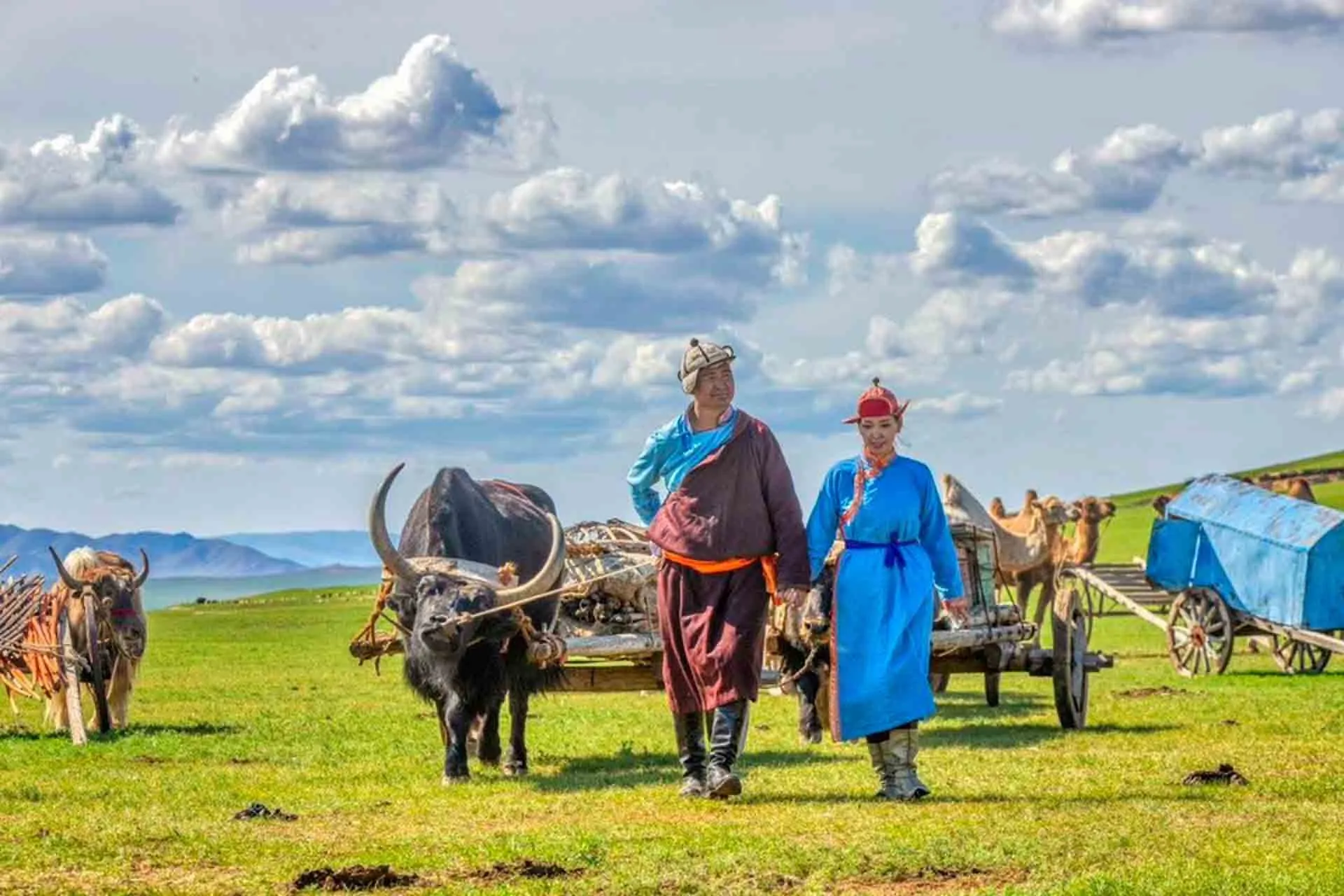 Mongoliska nomader med oxdragna vagnar på stäppen