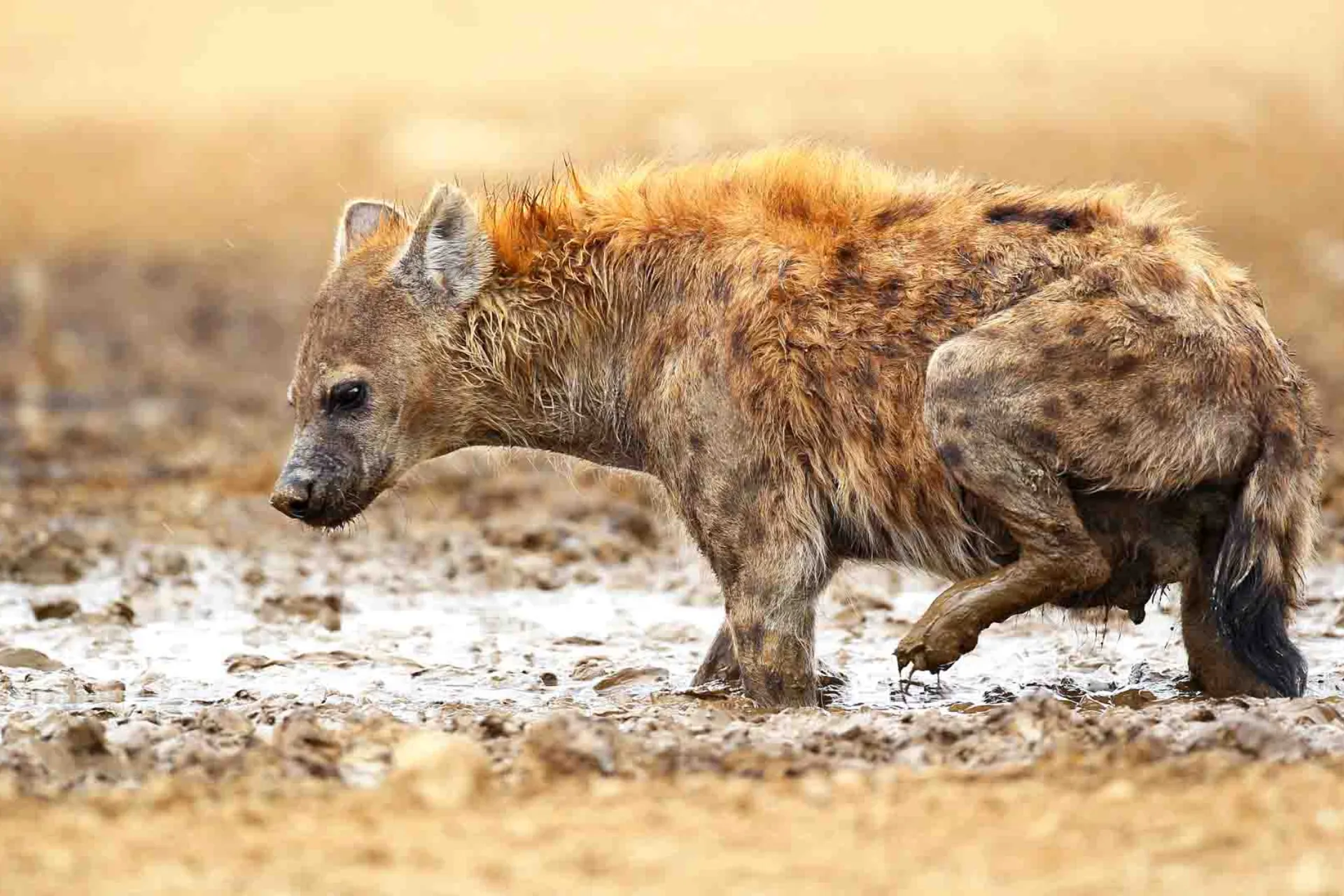 Hyenorna lever i stora, komplexa klaner med en stark social struktur